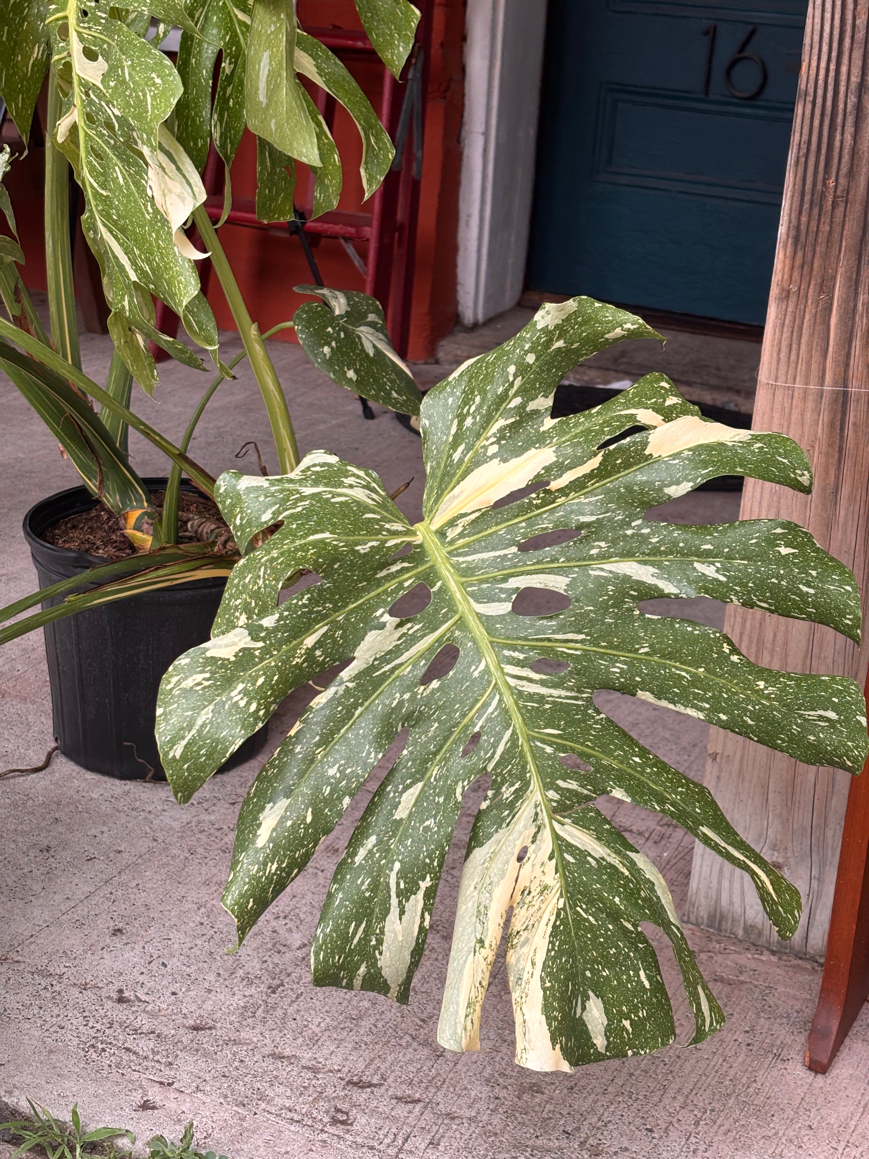 Monstera Thai Constellation