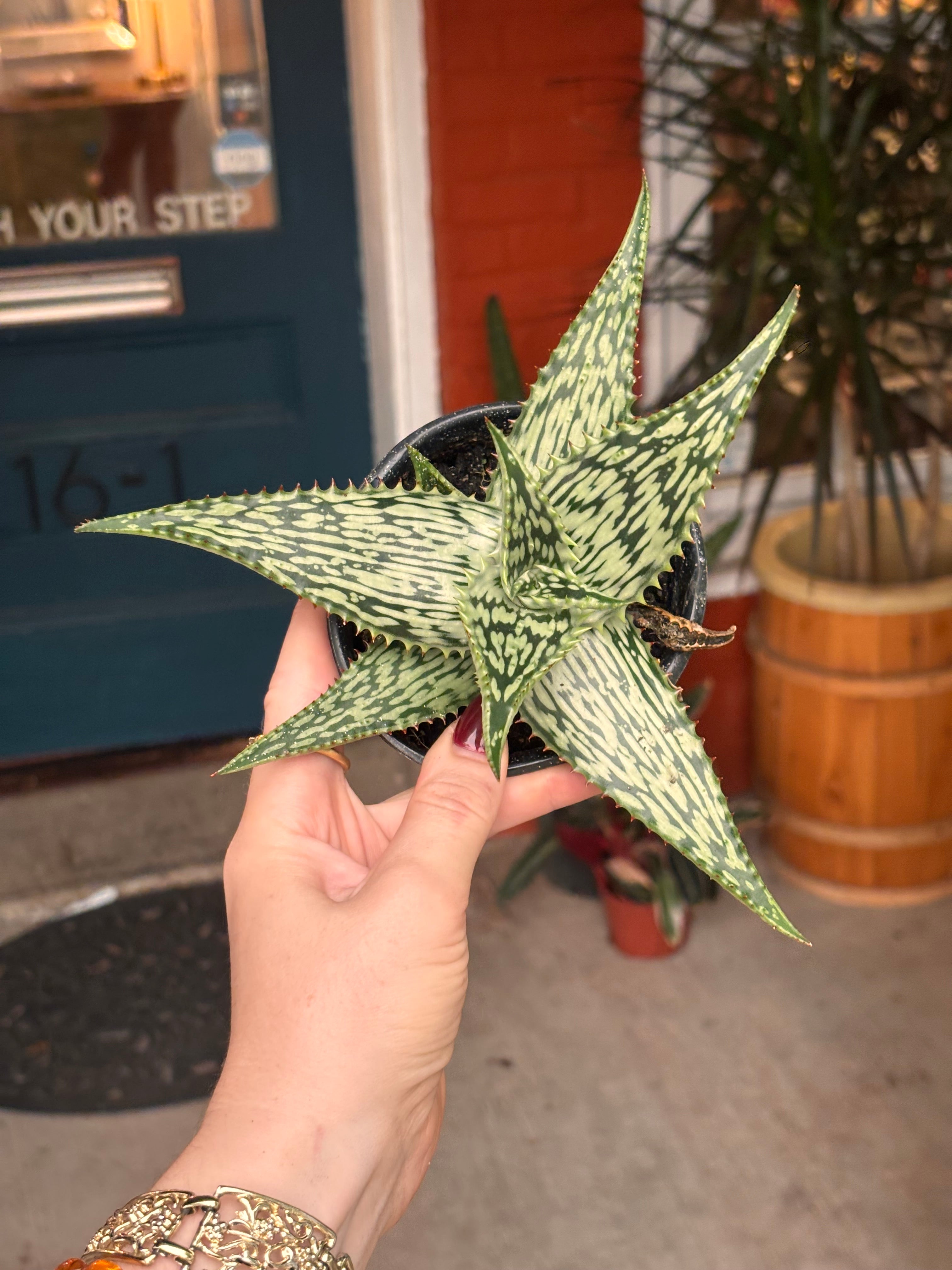 Aloe White Clone 4 inch