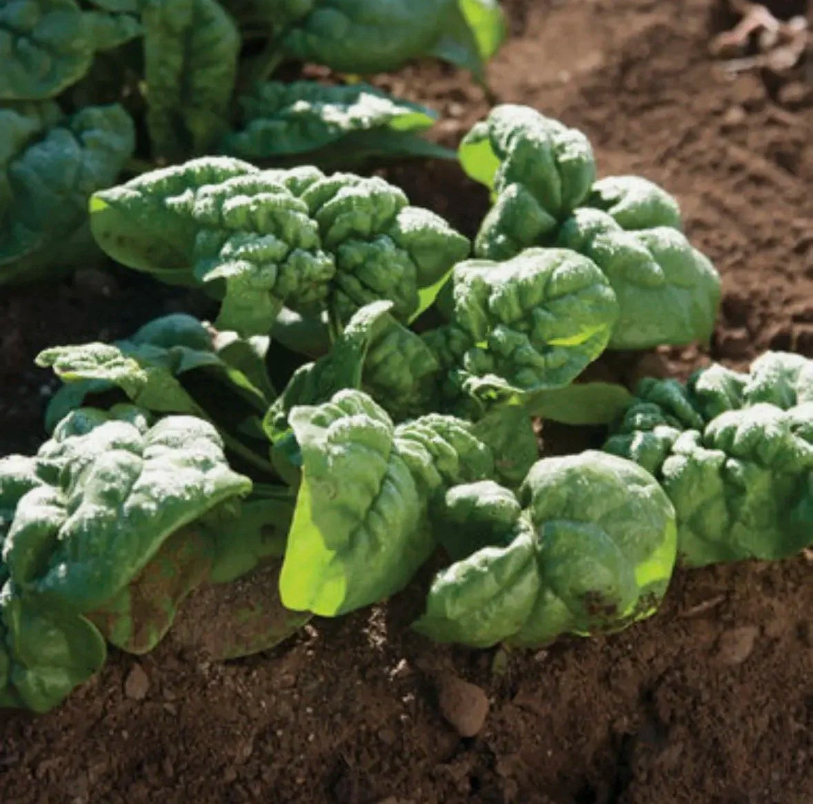 Spinach Seeds - Bloomsdale