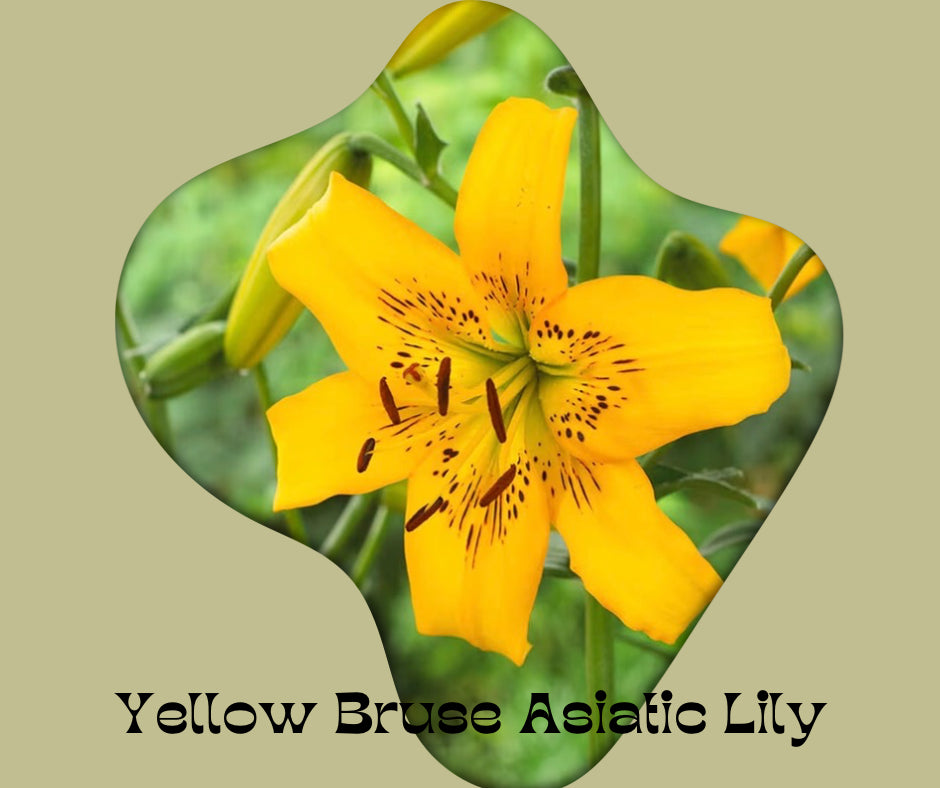 Lily Bulbs