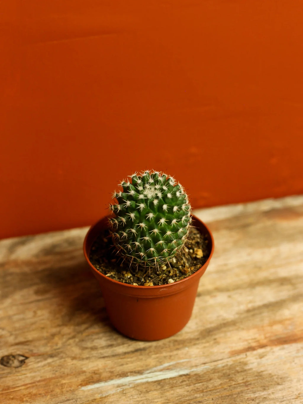 Pincushion Cactus 3 Inch