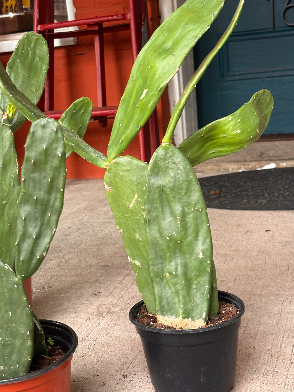 Prickly Pear Cactus 6 inch