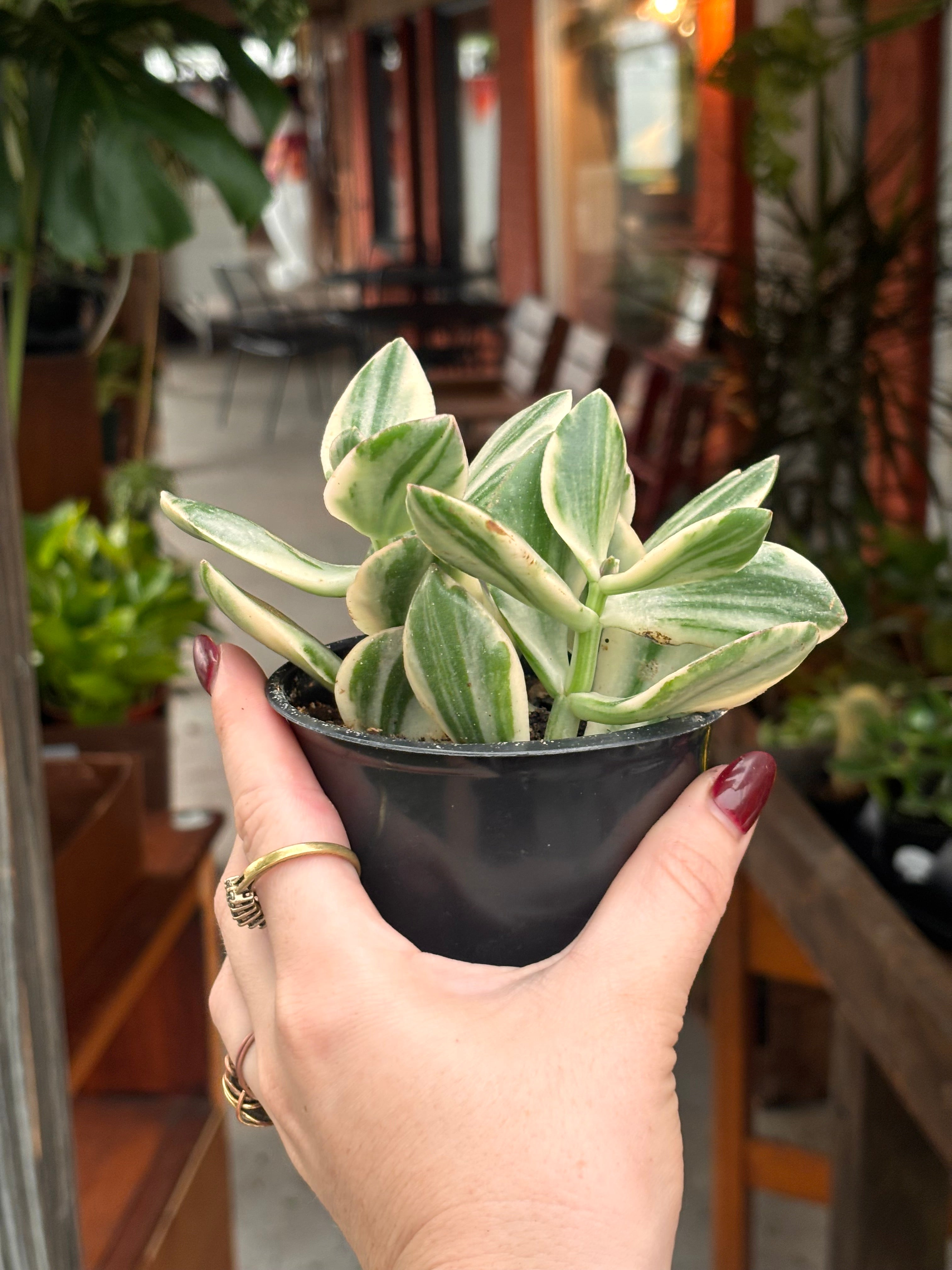 Variegated Jade Plant 4 inch