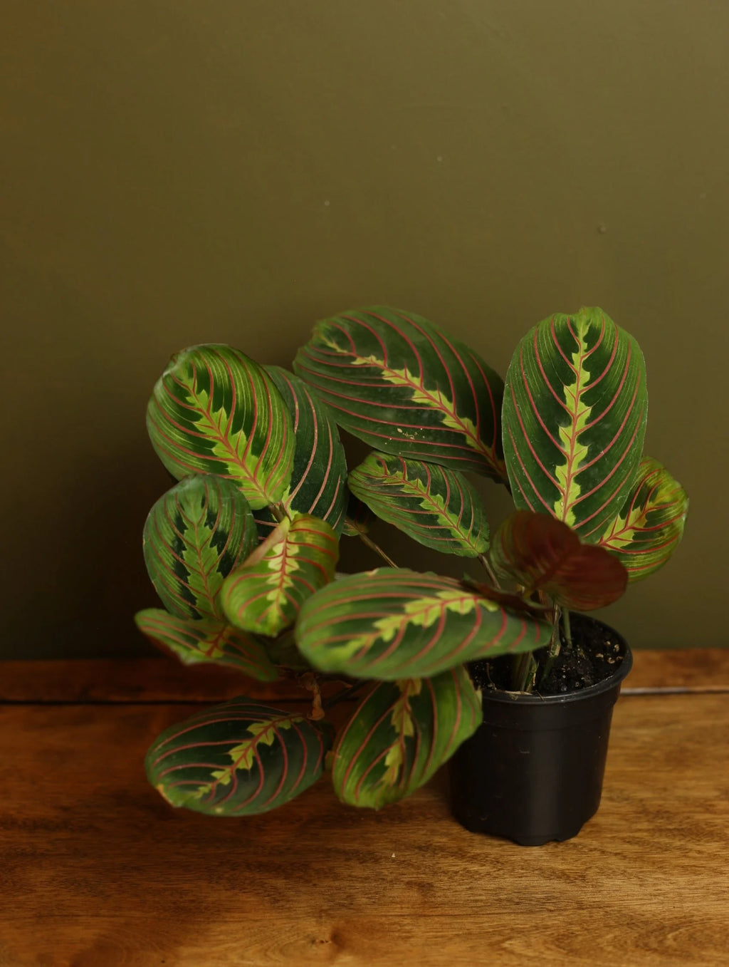Red Maranta 4 Inch
