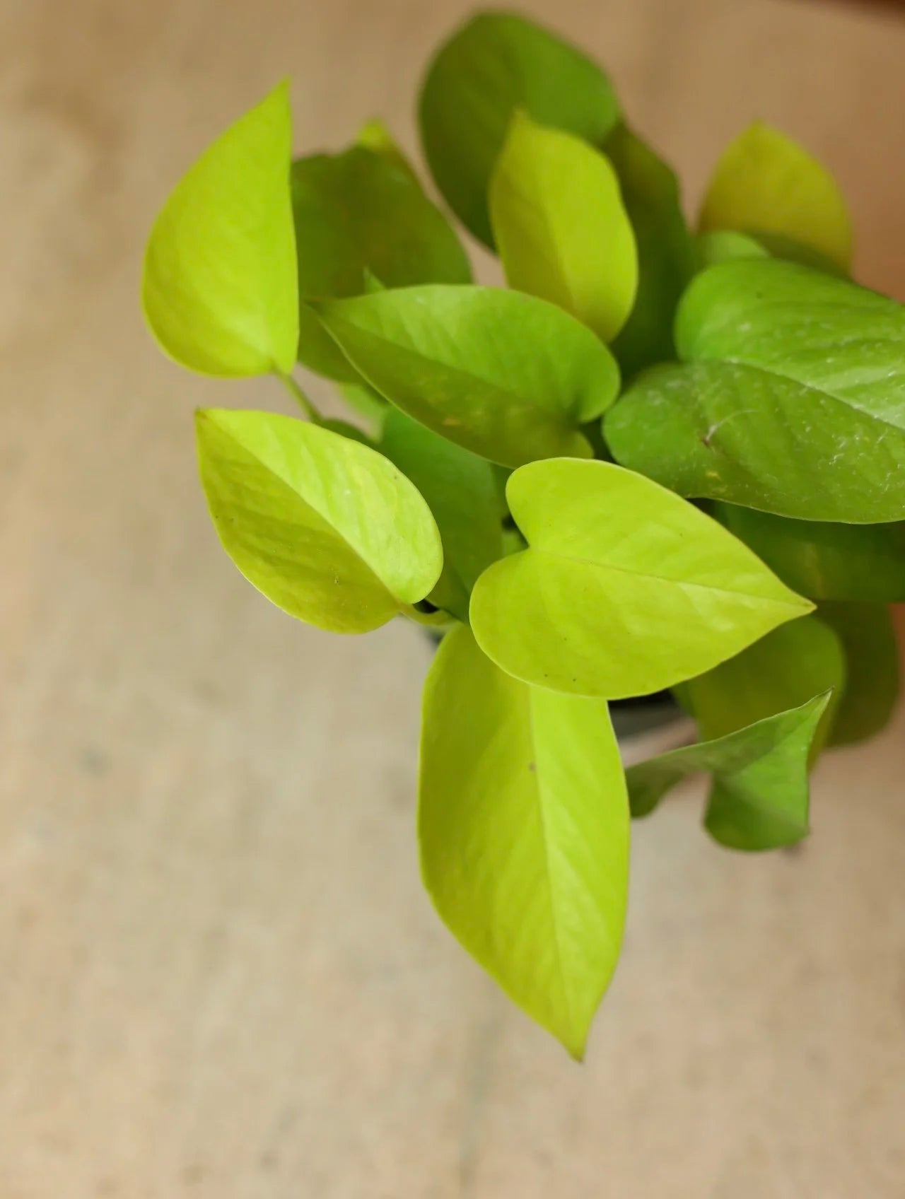 Neon Pothos 4 Inch