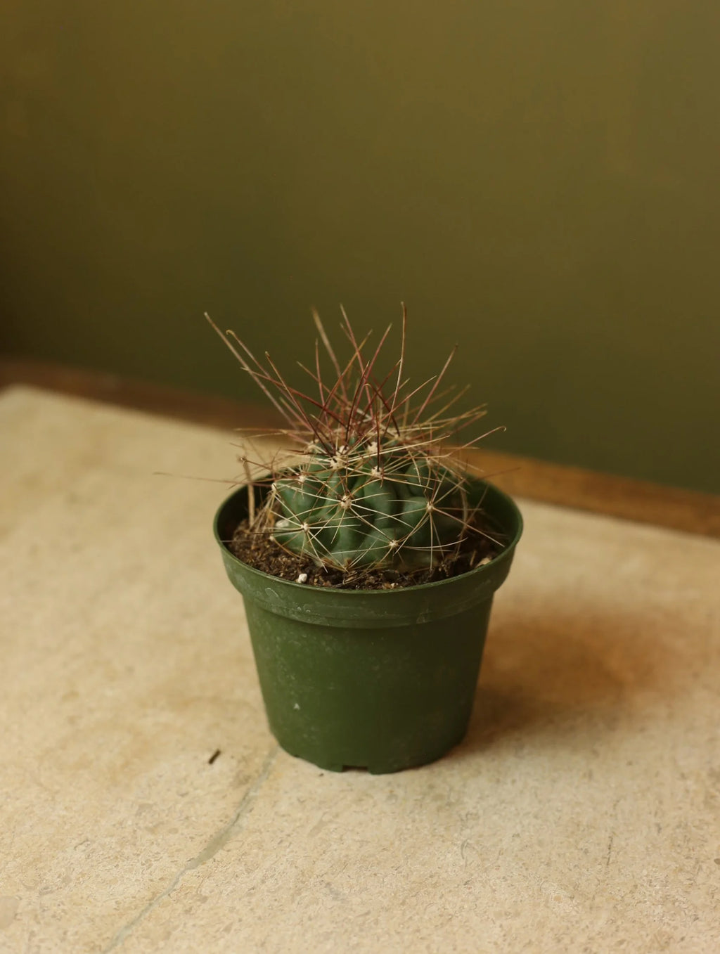 Texas Barrel Cactus 4 Inch