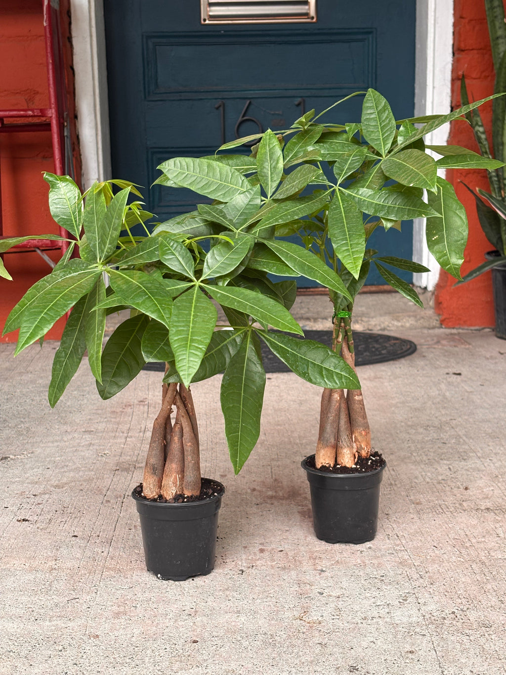 Money tree 4 inch
