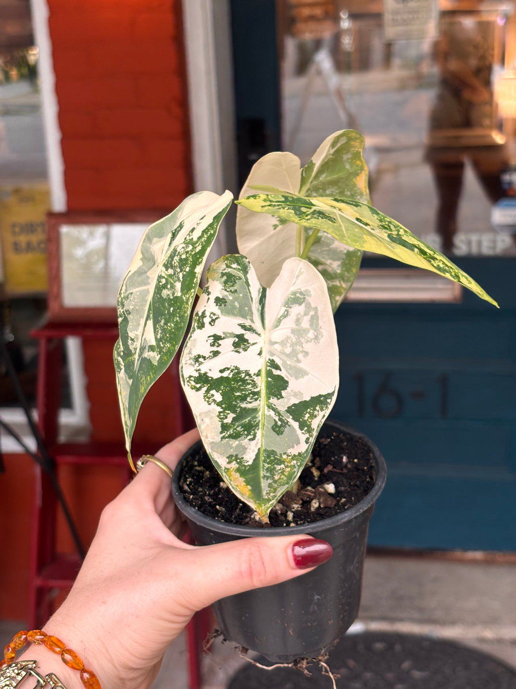 Alocasia Frydek 4 inch