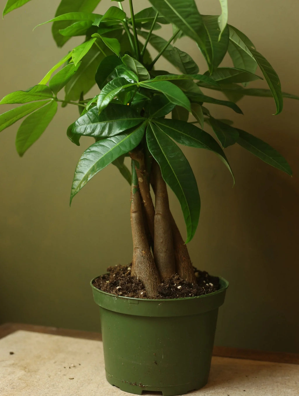 Money Tree 6 Inch