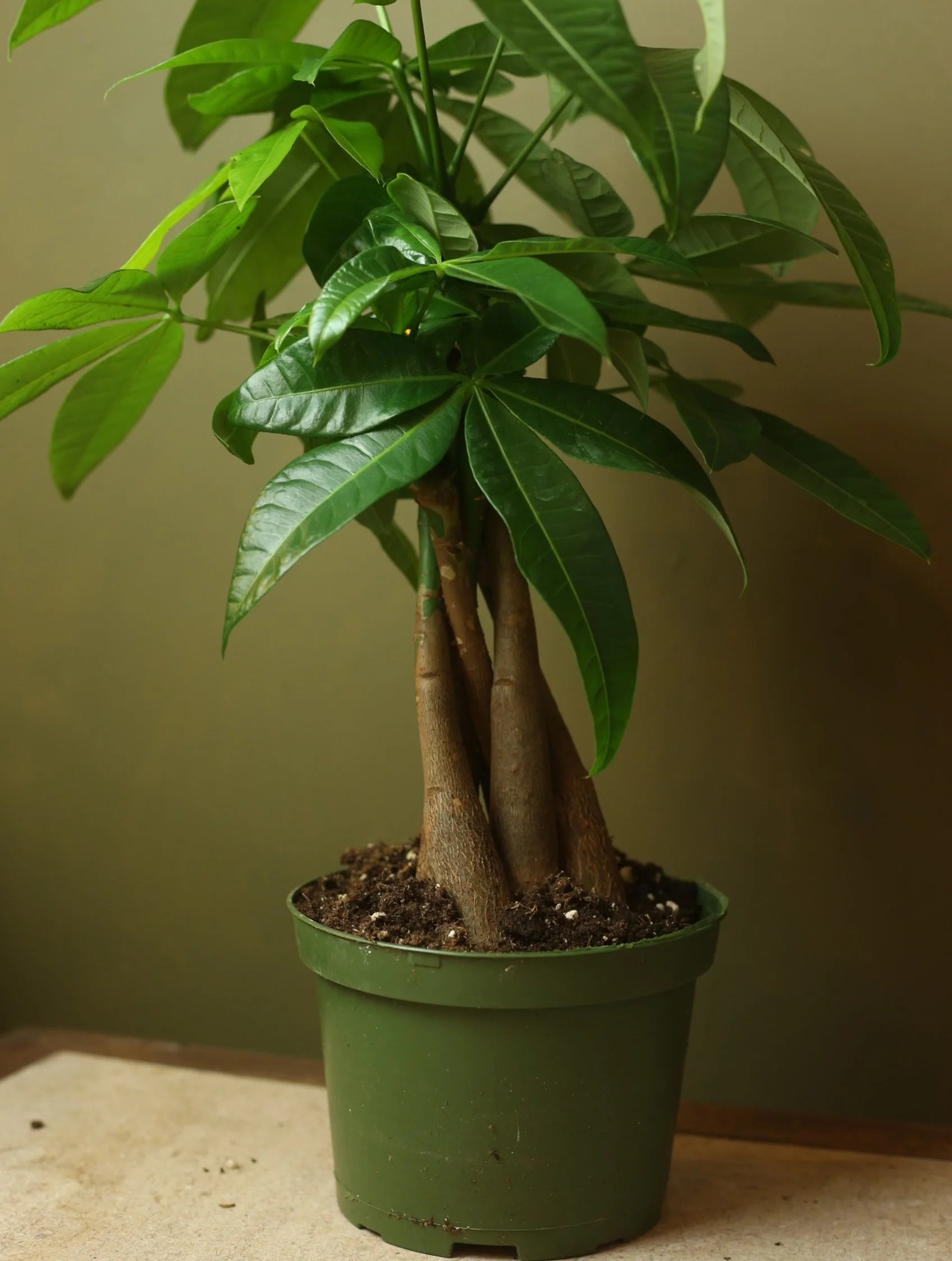 Money Tree 6 Inch
