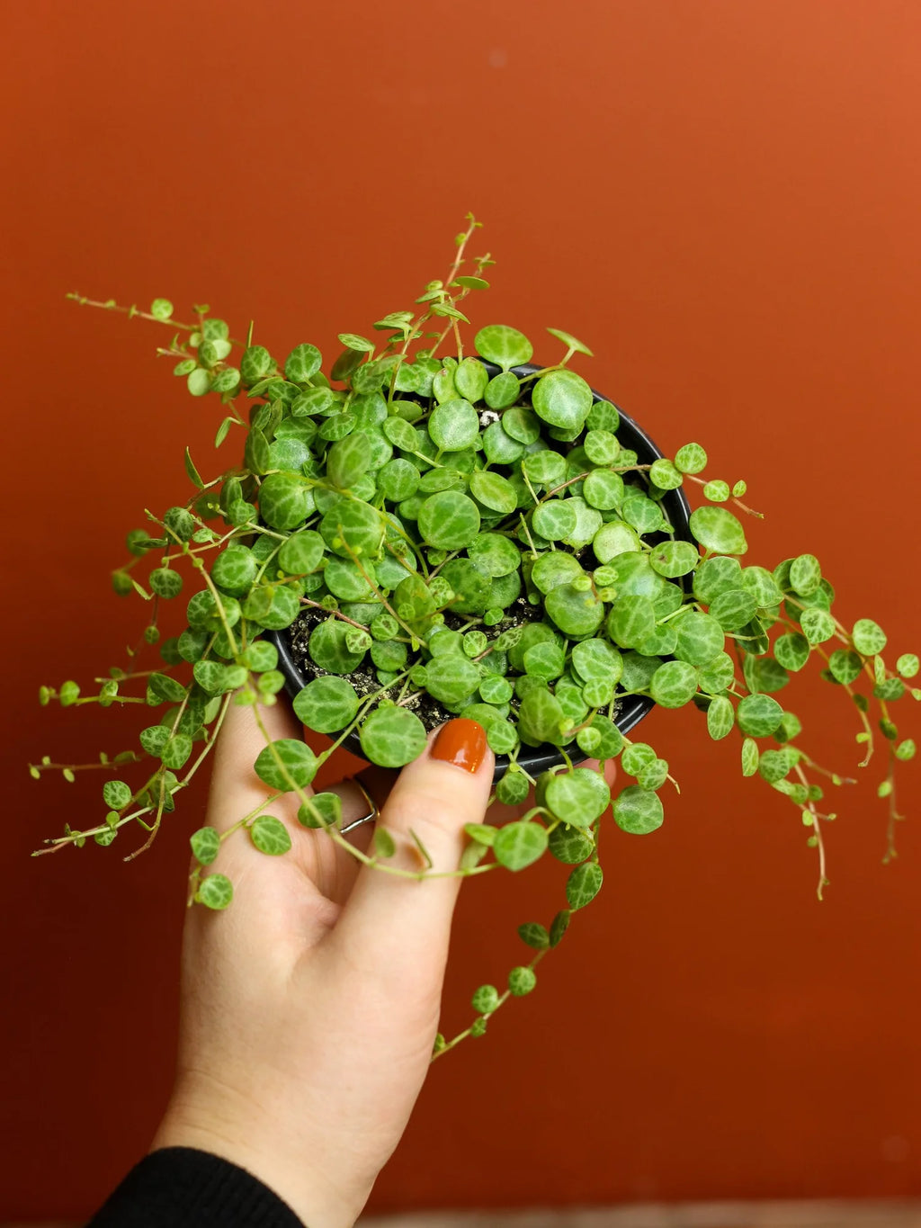 String of Turtles 4 Inch