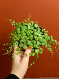 String of Turtles 4 Inch