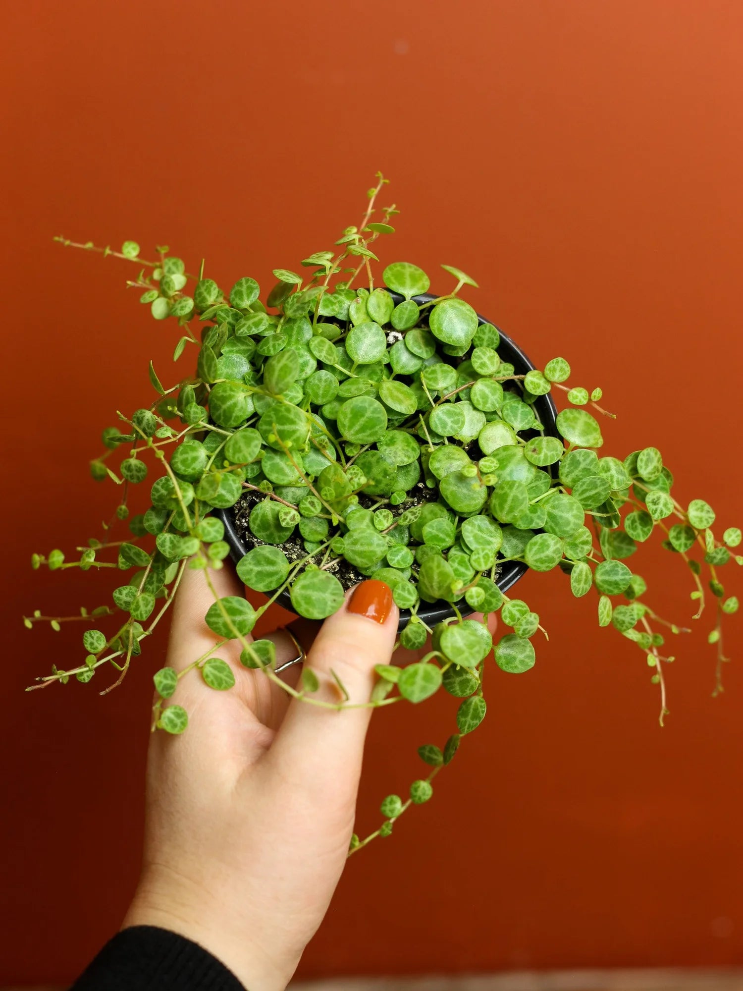 String of Turtles 4 Inch
