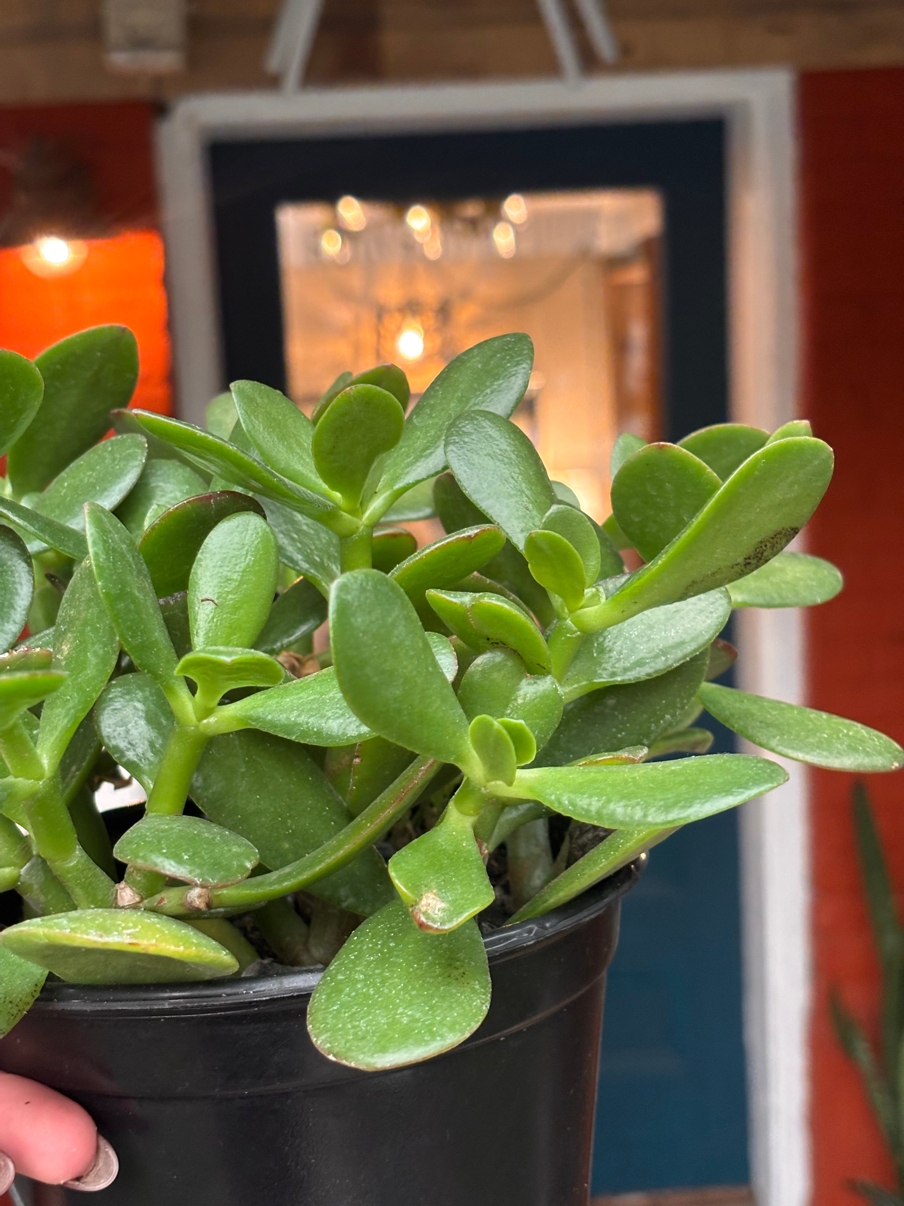 Jade plant 6 inch