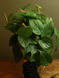 Heart Leaf Philodendron 6 Inch