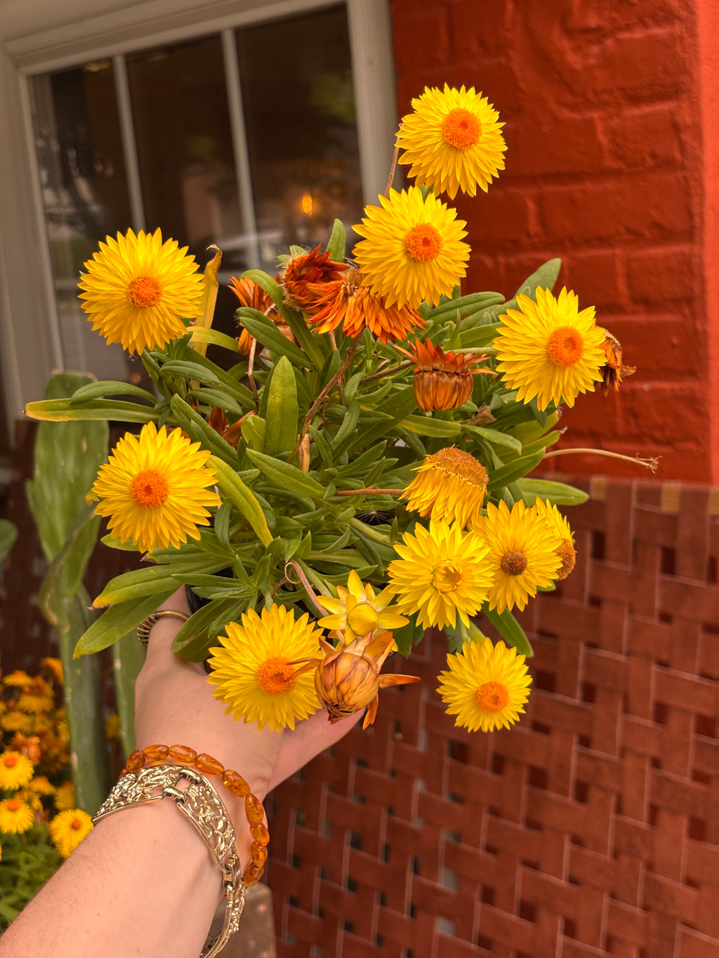 Strawflower Plant 4 Inch