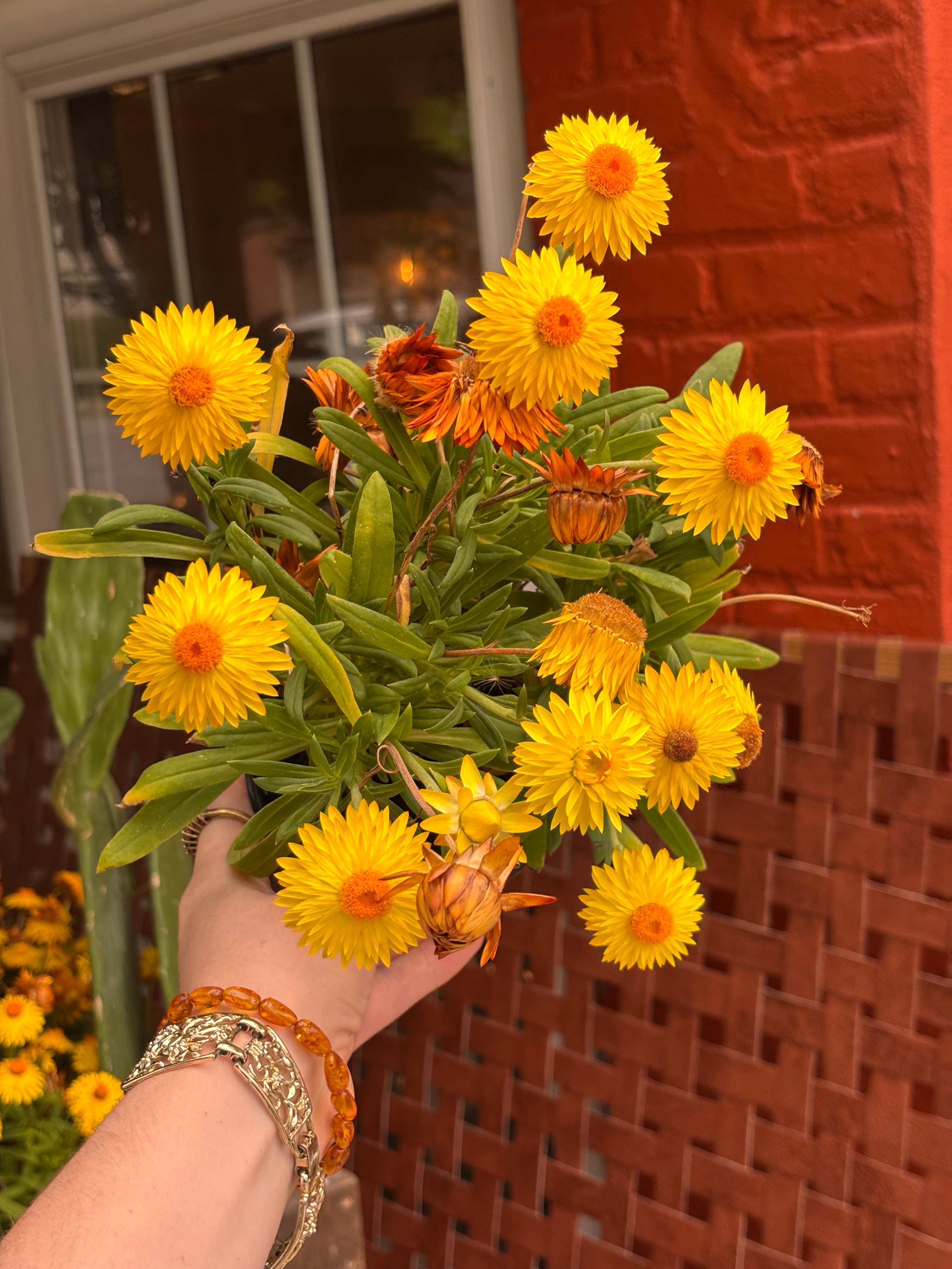 Strawflower Plant 4 Inch