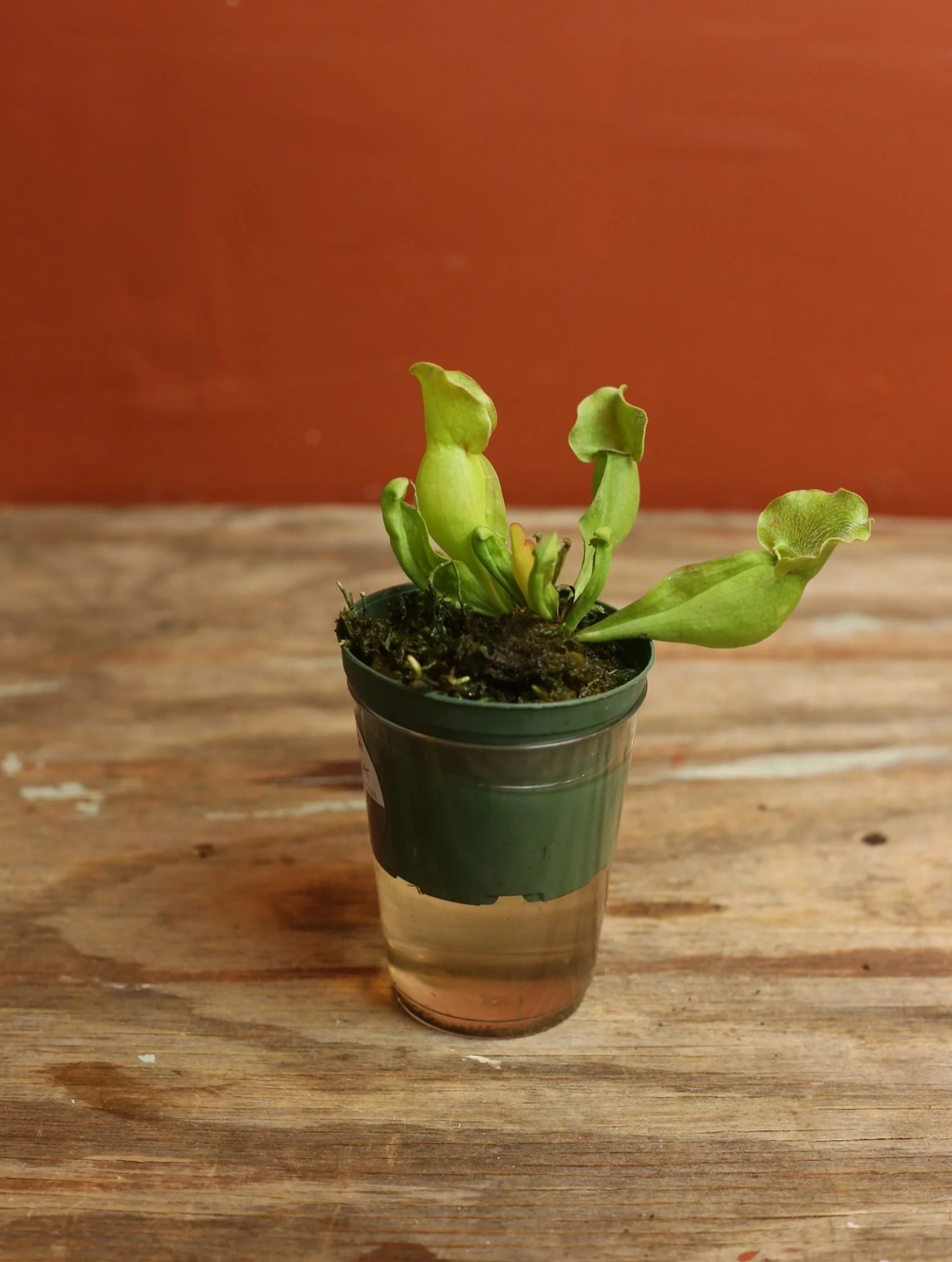 Pitcher Plant 3 Inch