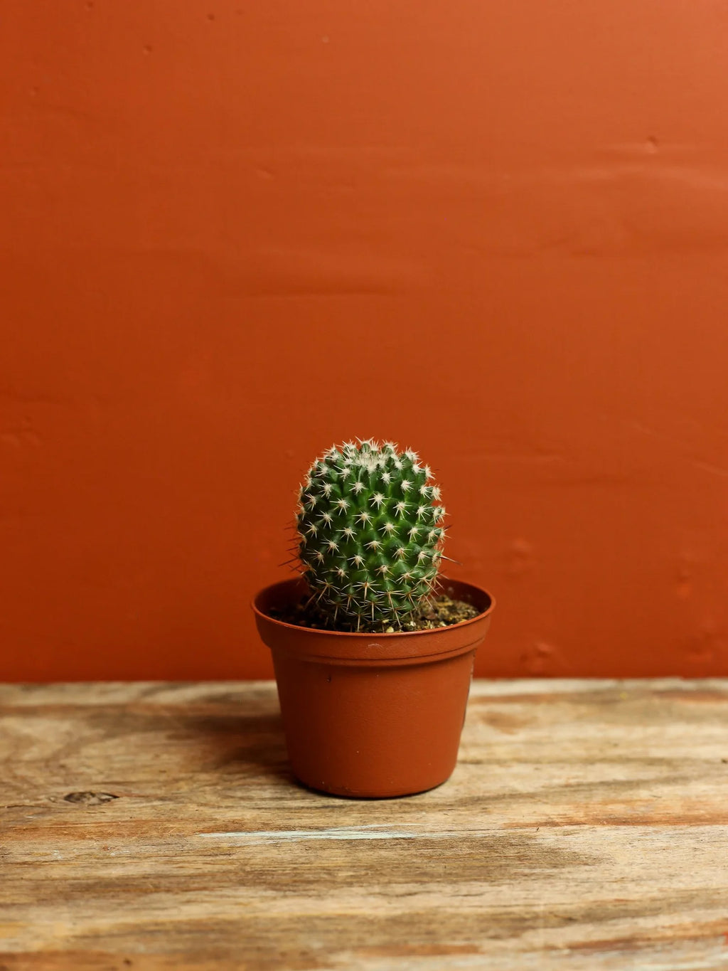Pincushion Cactus 3 Inch