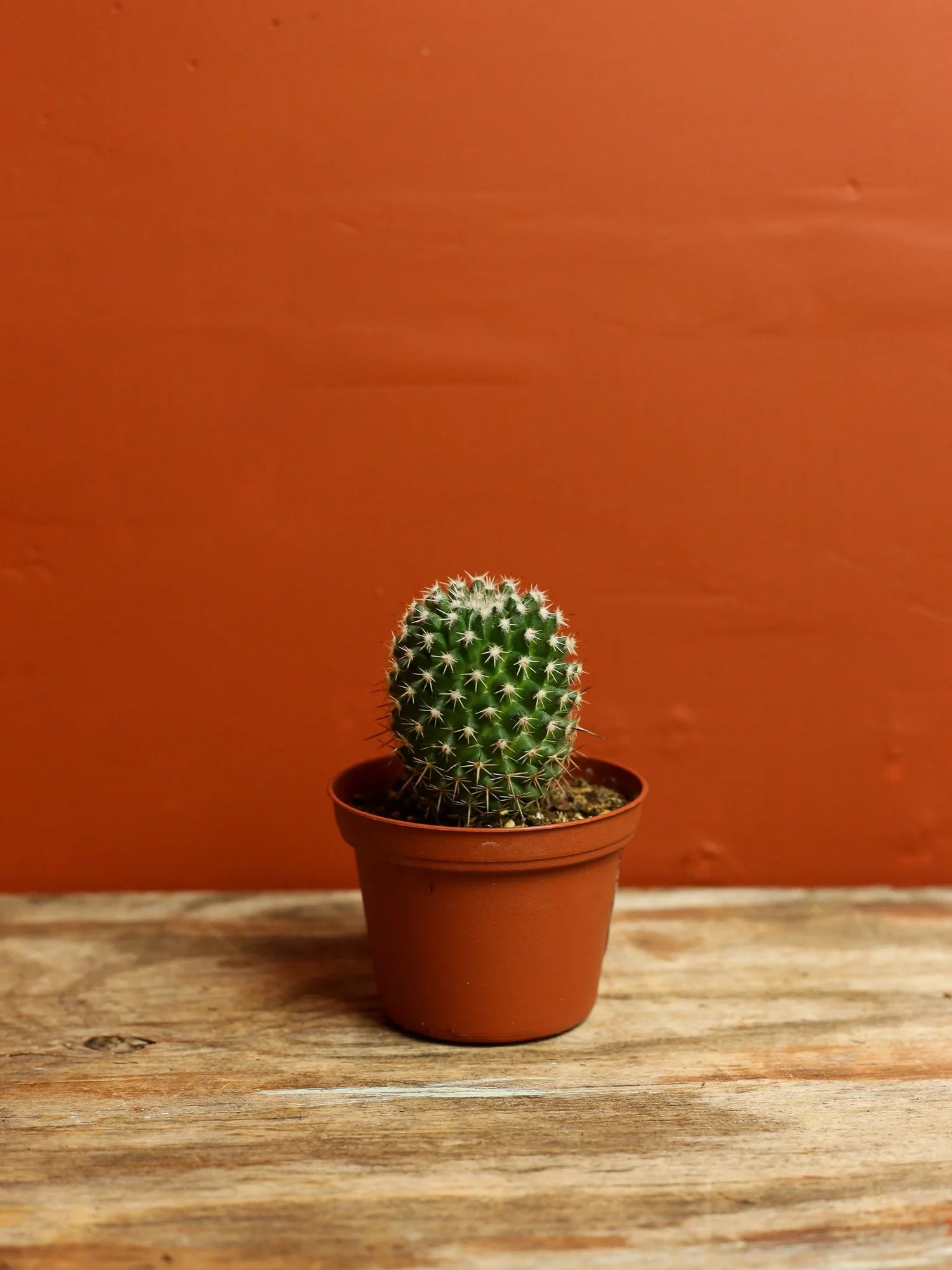 Pincushion Cactus 3 Inch