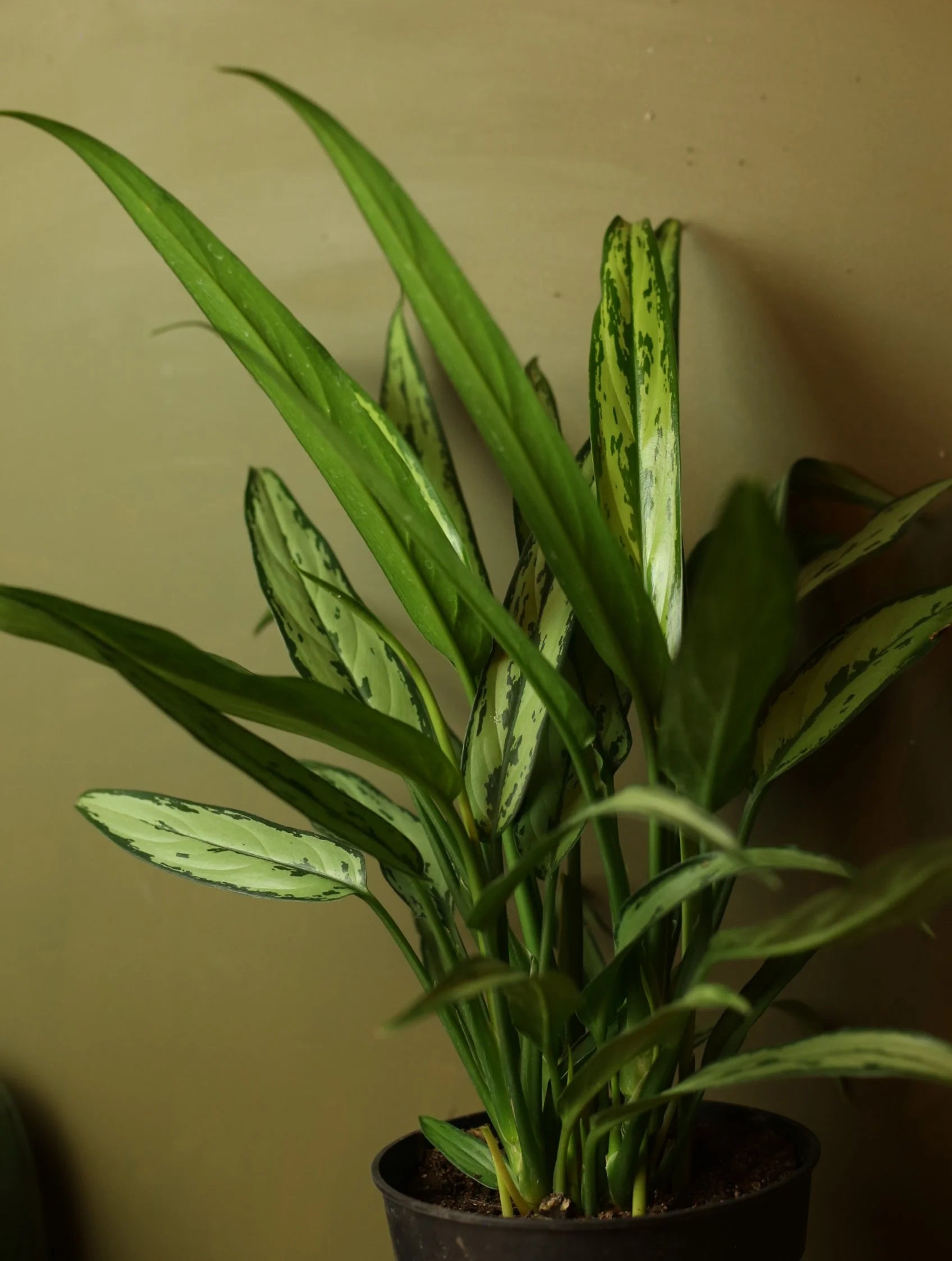 Chinese Evergreen 'Cutlass' 6 Inch