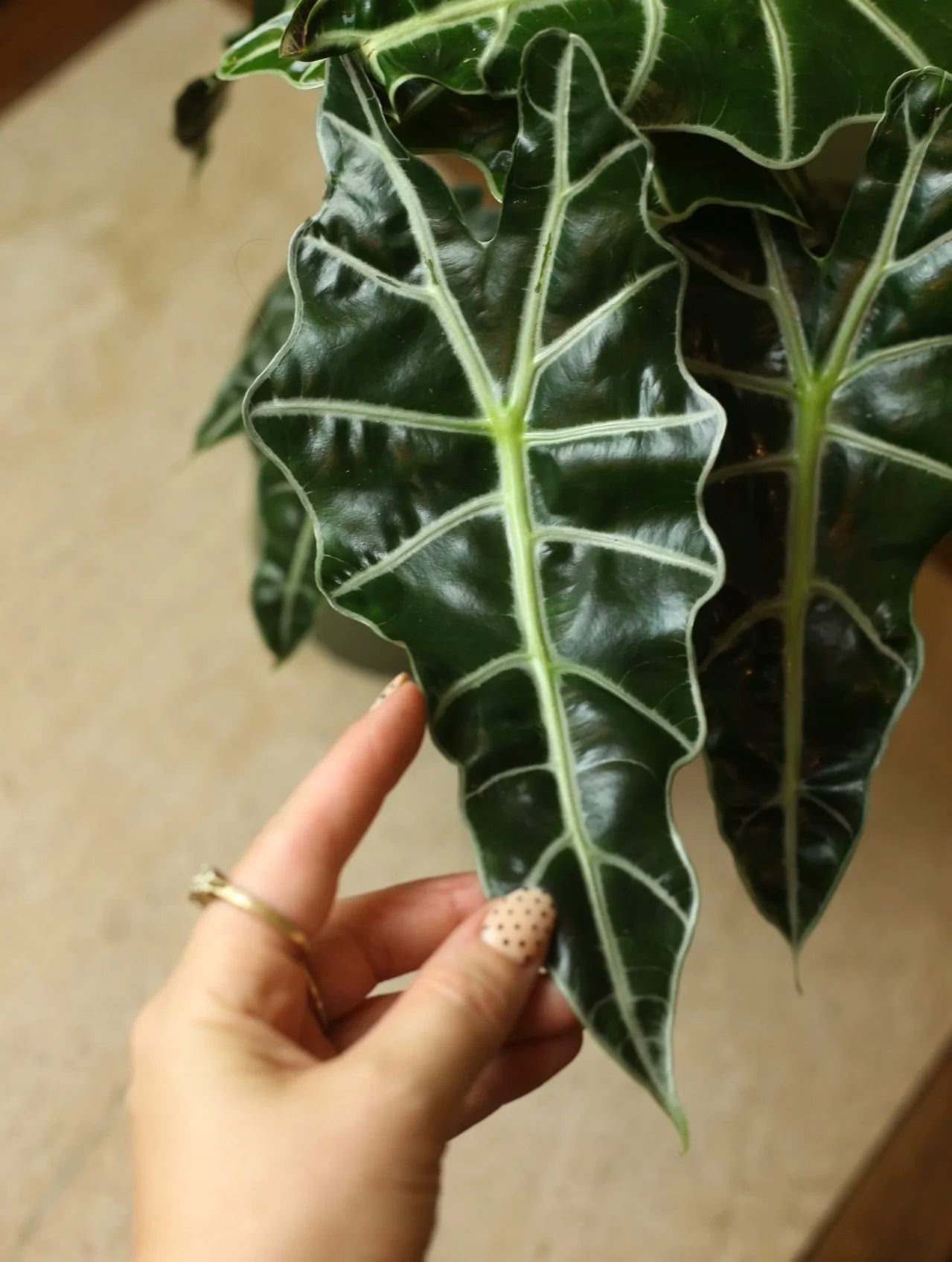 Alocasia Polly 6 Inch