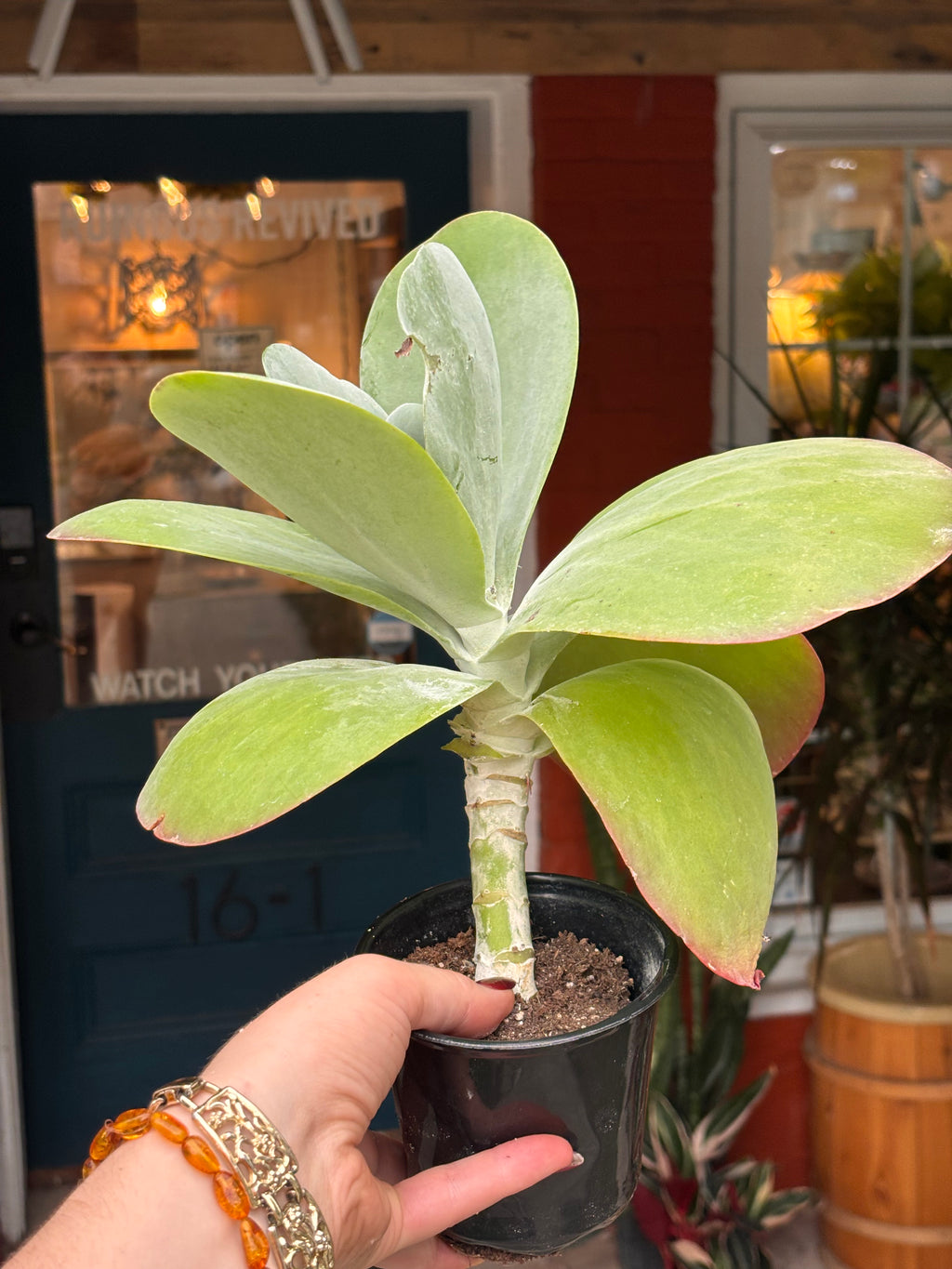 Kalanchoe Flapjack 4 inch