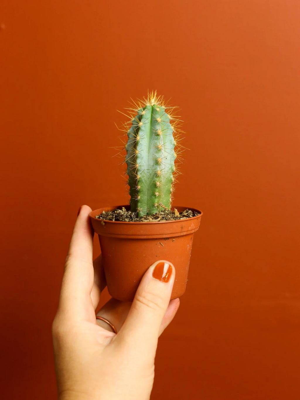 Blue Columnar Cactus 3 Inch