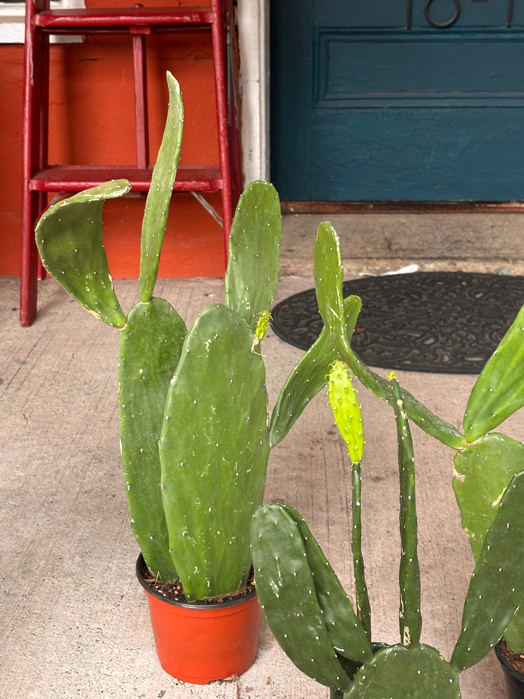 Prickly Pear Cactus 6 inch