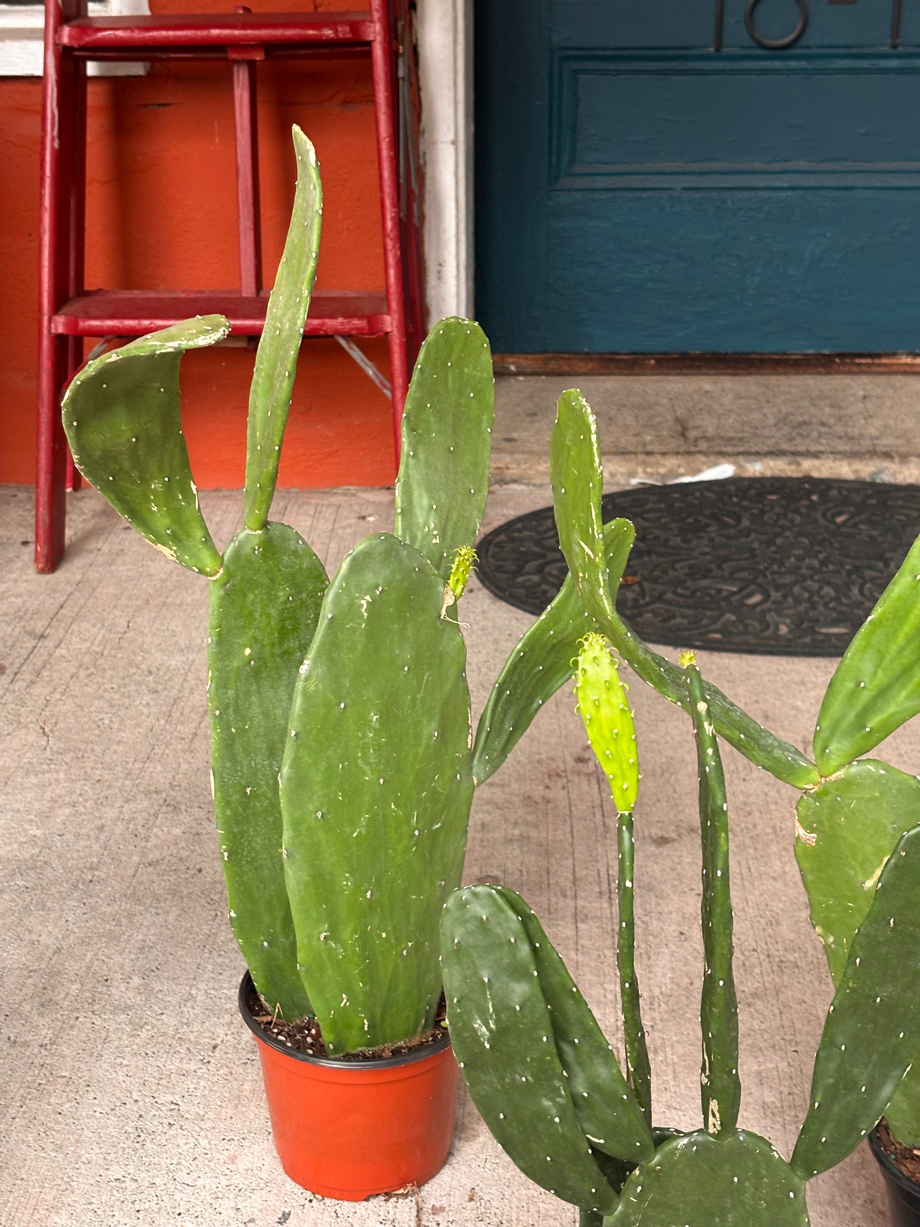 Prickly Pear Cactus 6 inch