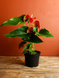 Red Anthurium Andraeanum 6 Inch