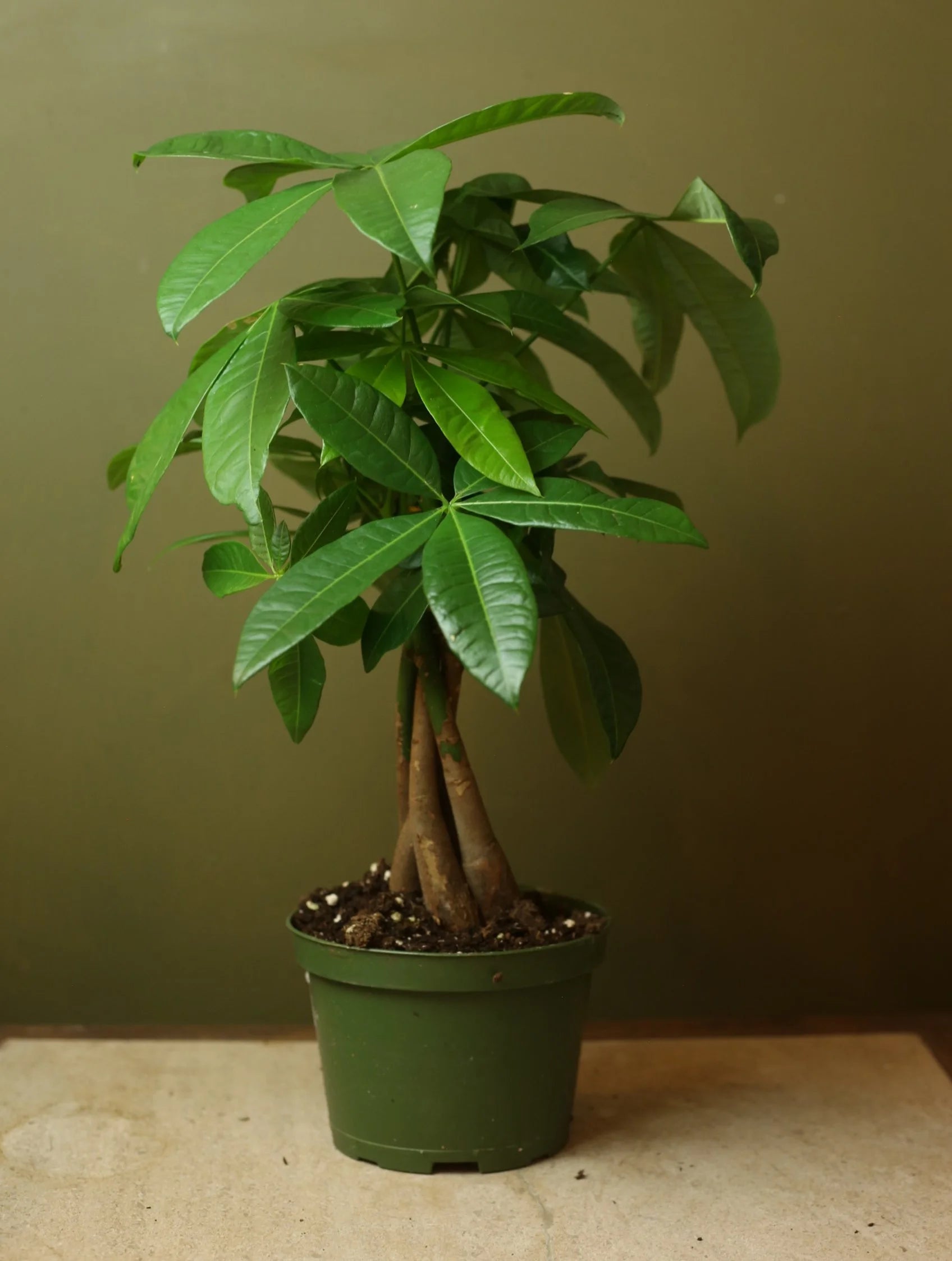 Money Tree 6 Inch