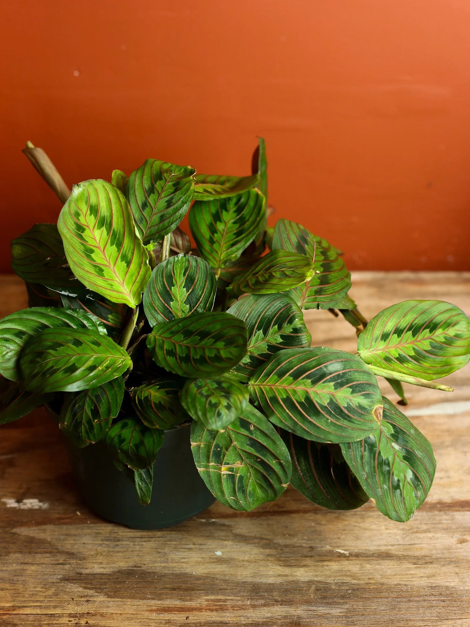 Red Maranta 6 Inch