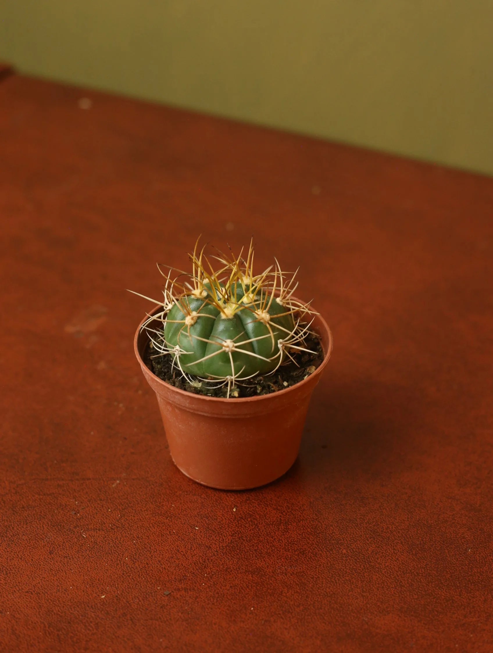 Gymnocalycium Monvillei Cactus 3 Inch