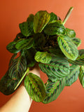 Red Maranta 6 Inch