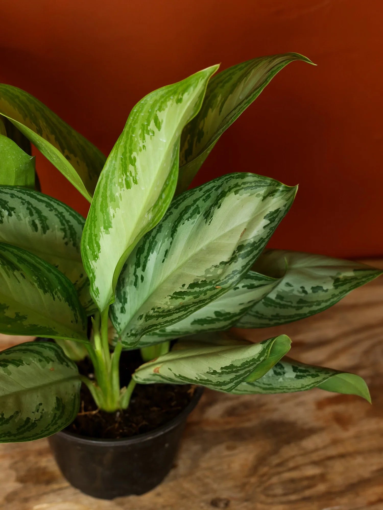 Chinese Evergreen 6 Inch