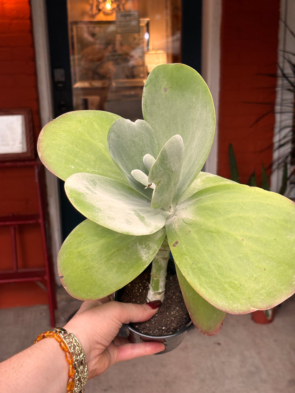 Kalanchoe Flapjack 4 inch