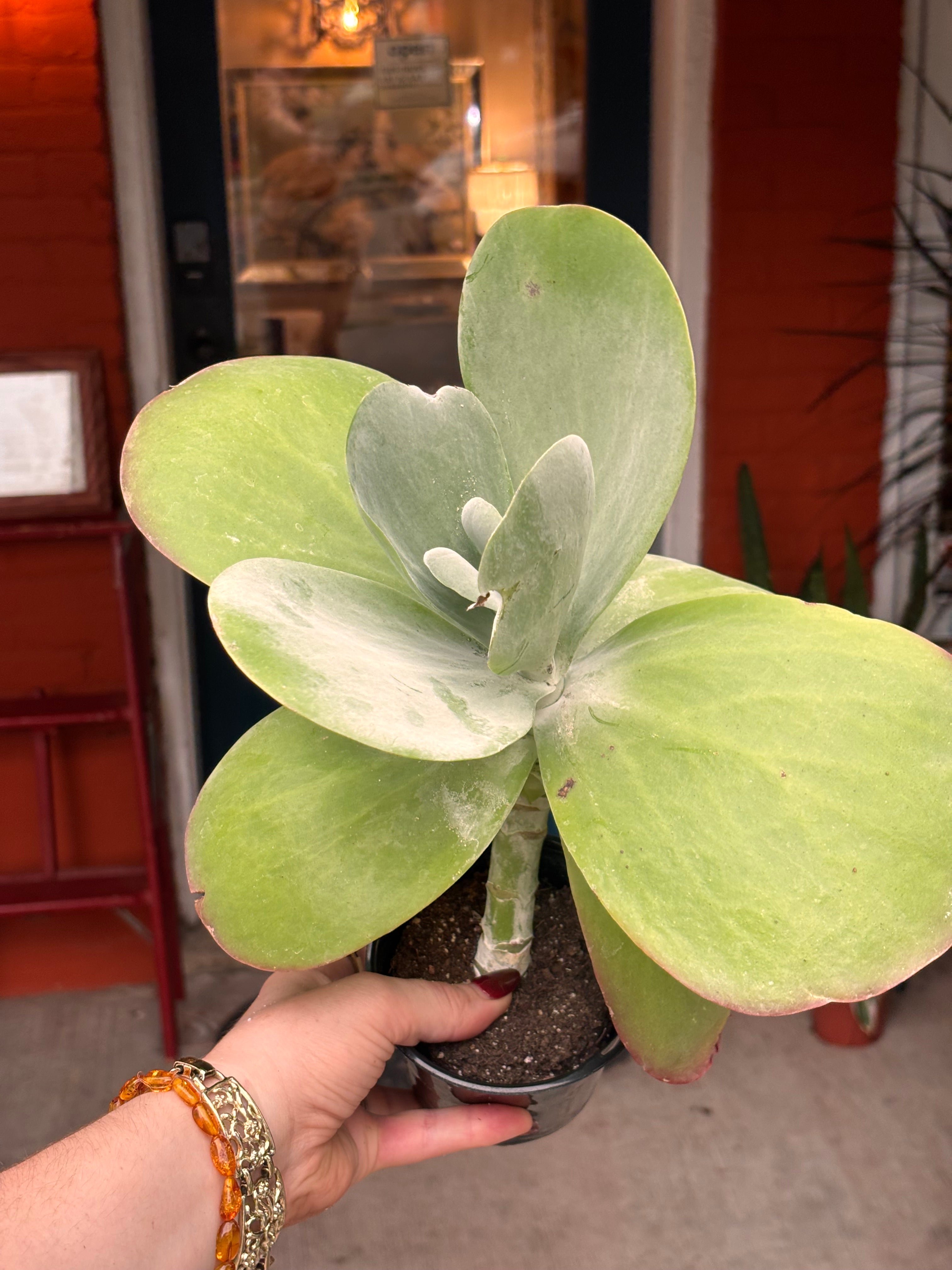 Kalanchoe Flapjack 4 inch