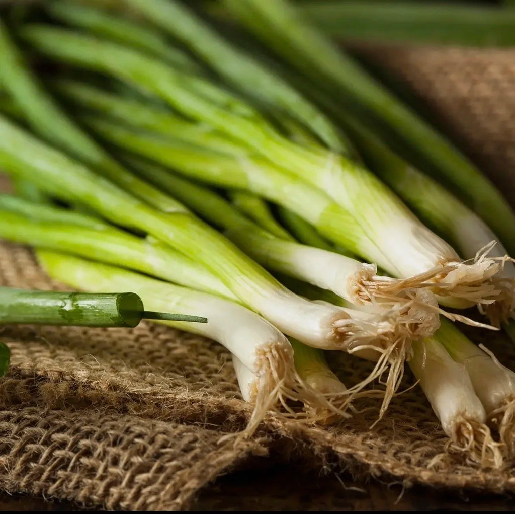 Green Onion Garden Seeds