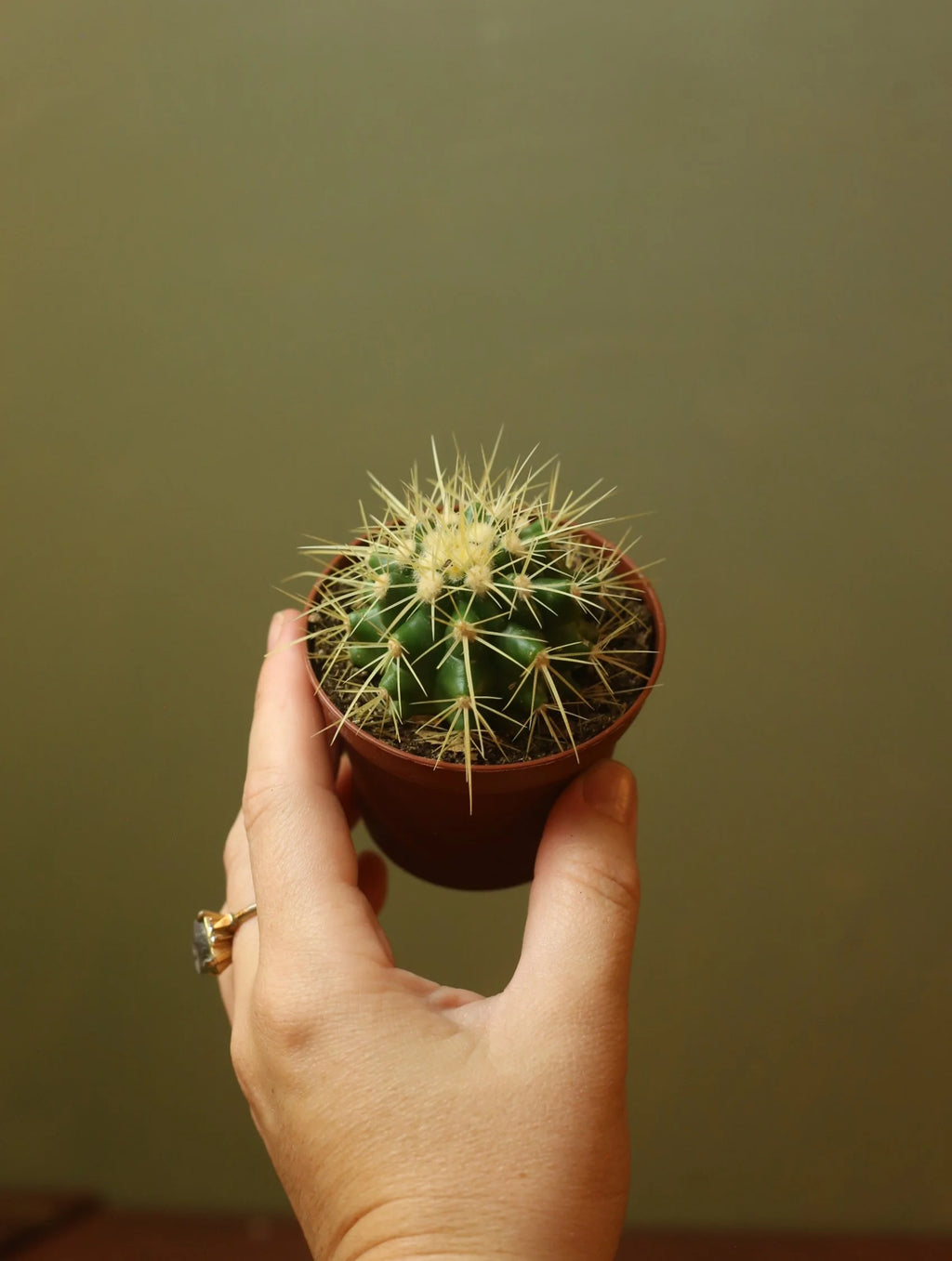 Echinocactus Grusonii 3 Inch