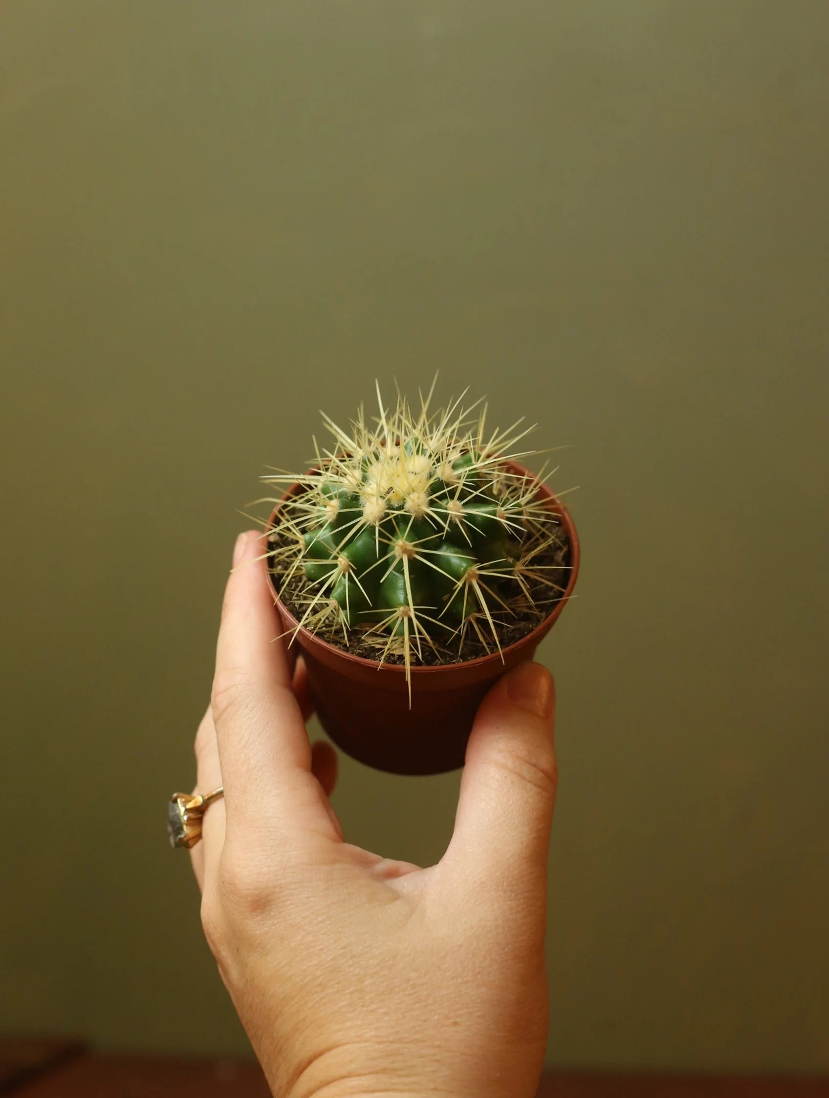 Echinocactus Grusonii 3 Inch