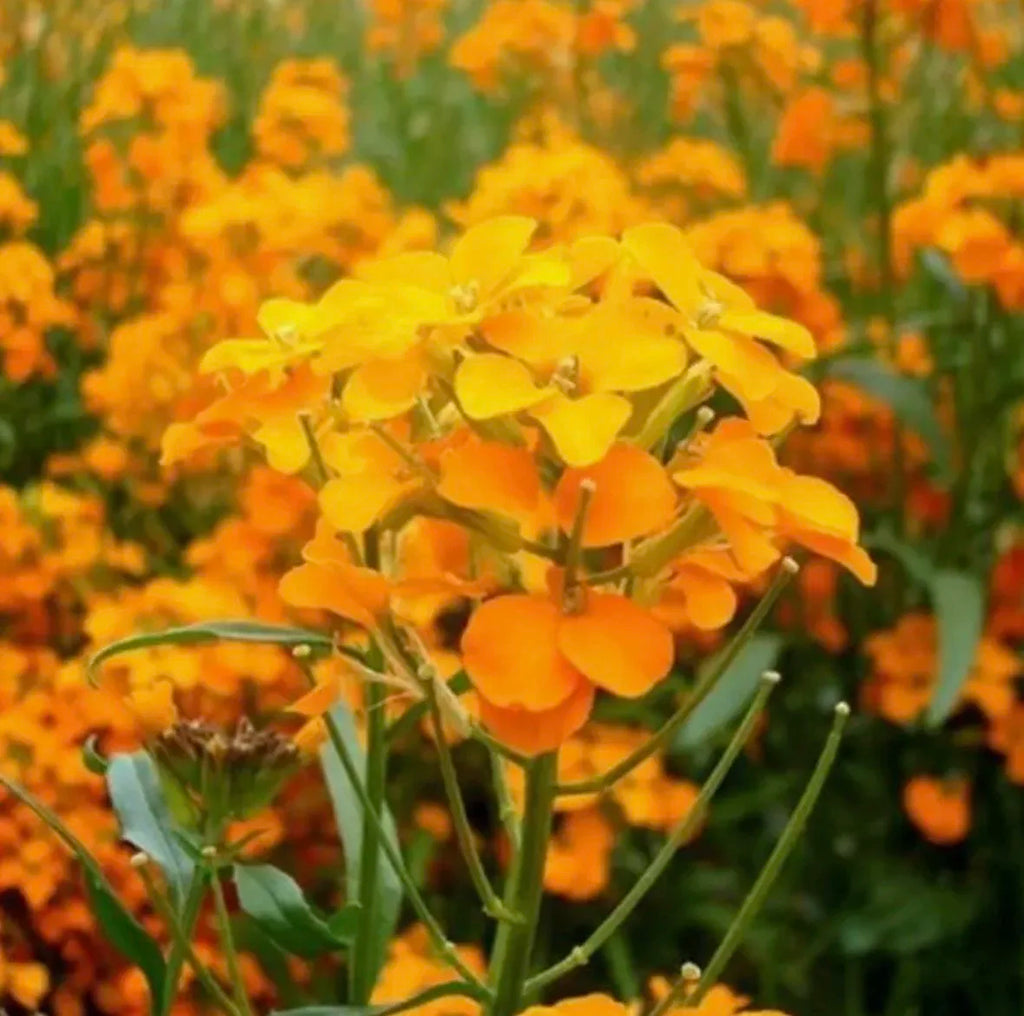 Siberian Wallflower Seeds
