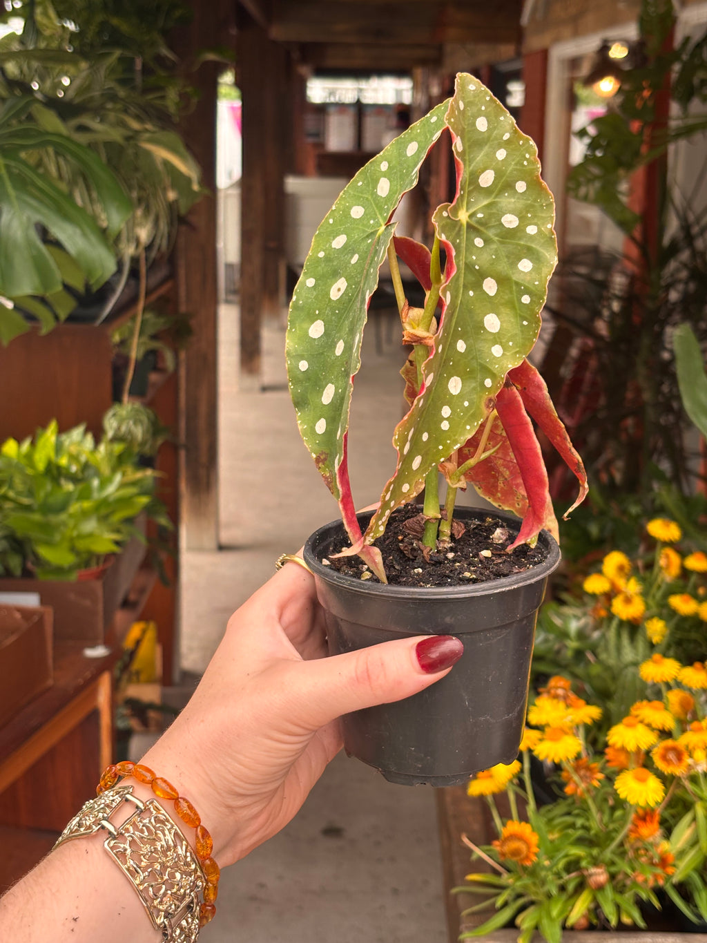 Begonia maculata 4 inch