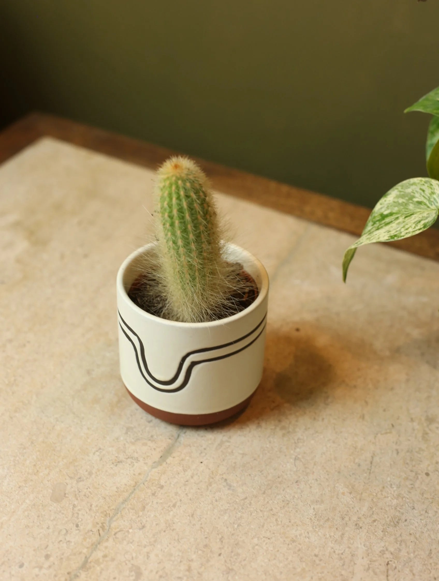Burgundy Arch Plant Pot - 3 Inch