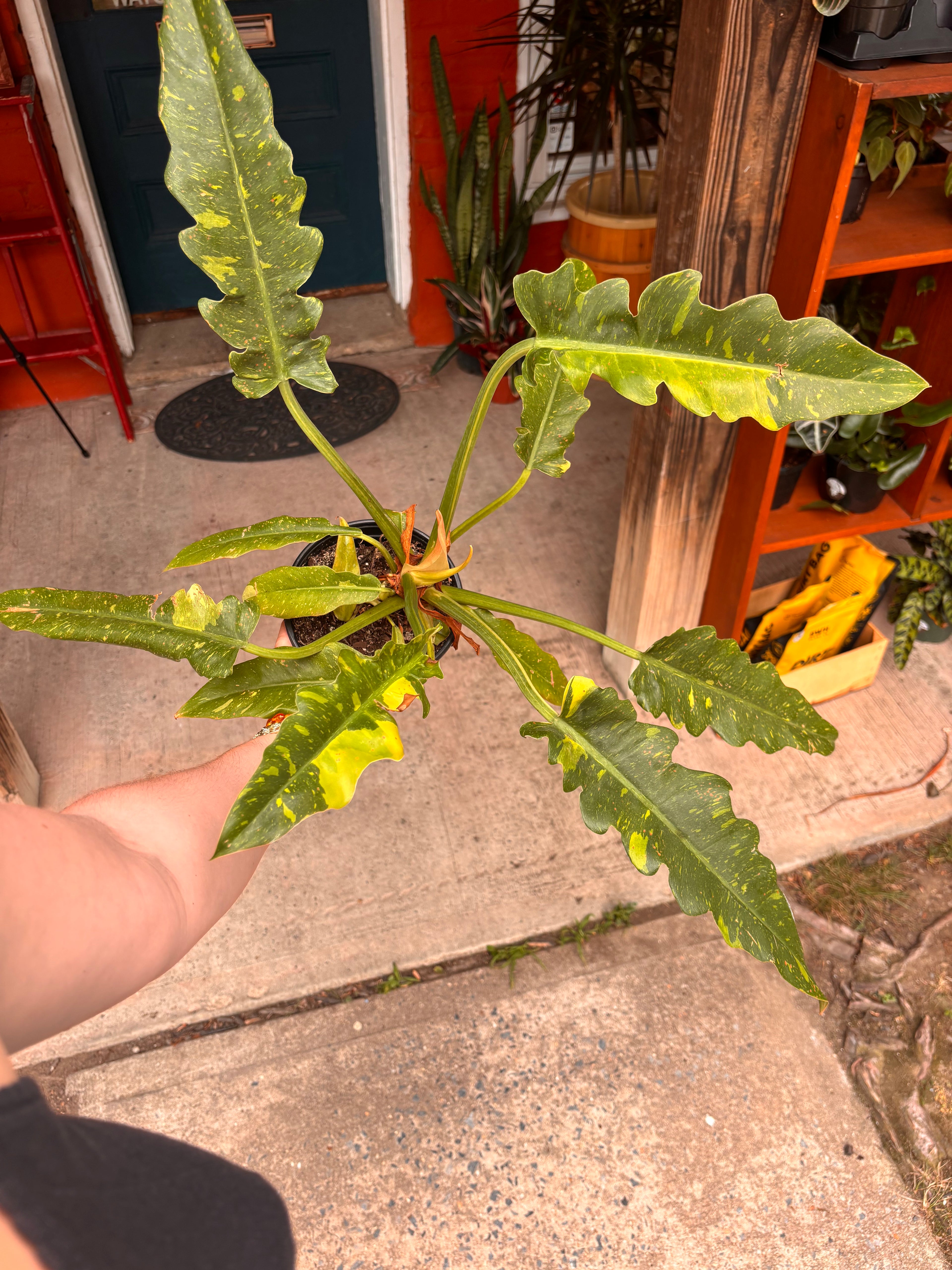 Philodendron ring of fire 6 inch