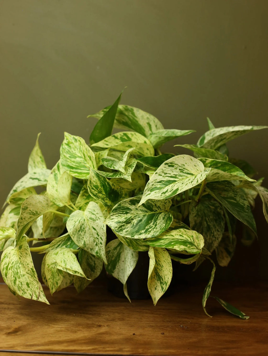 Marble Queen Pothos 6 Inch
