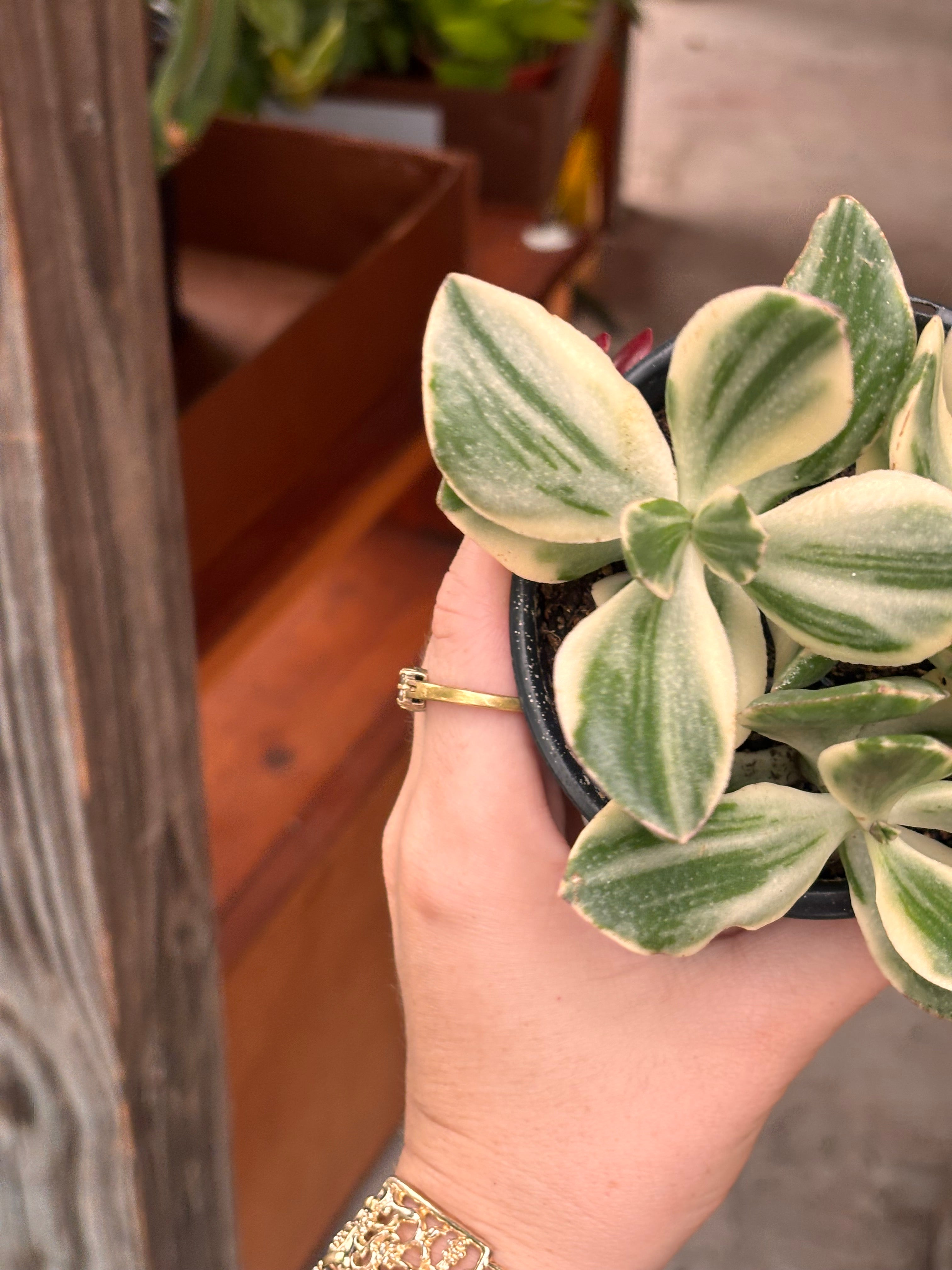 Variegated Jade Plant 4 inch