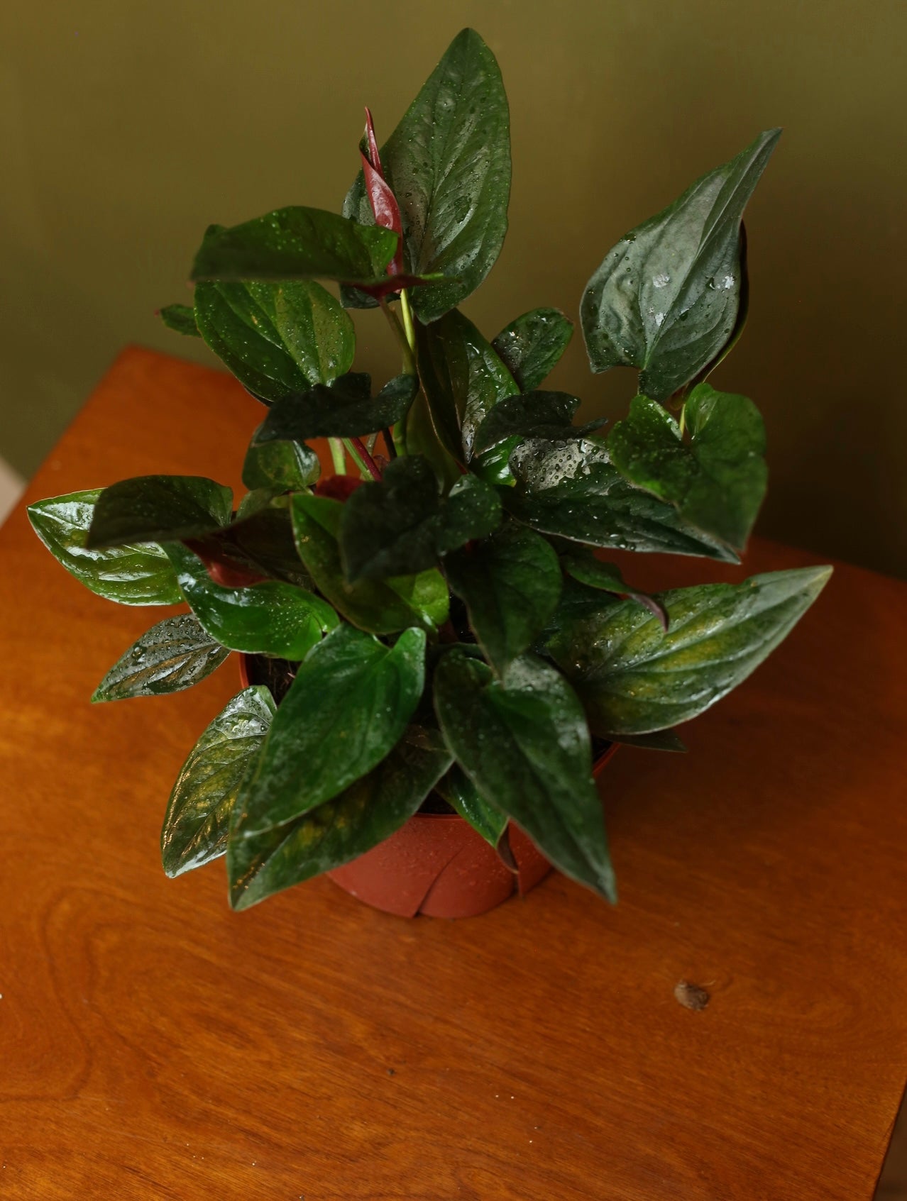 Syngonium Erythrophyllum 'Red Arrow 6 inch
