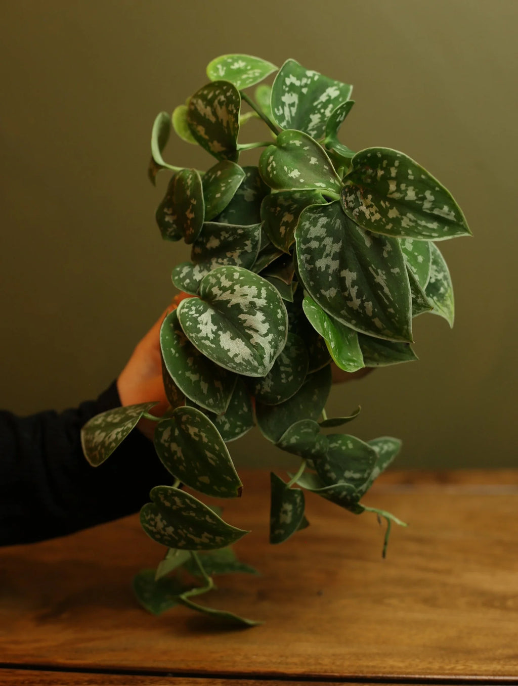 Satin Pothos 4 Inch