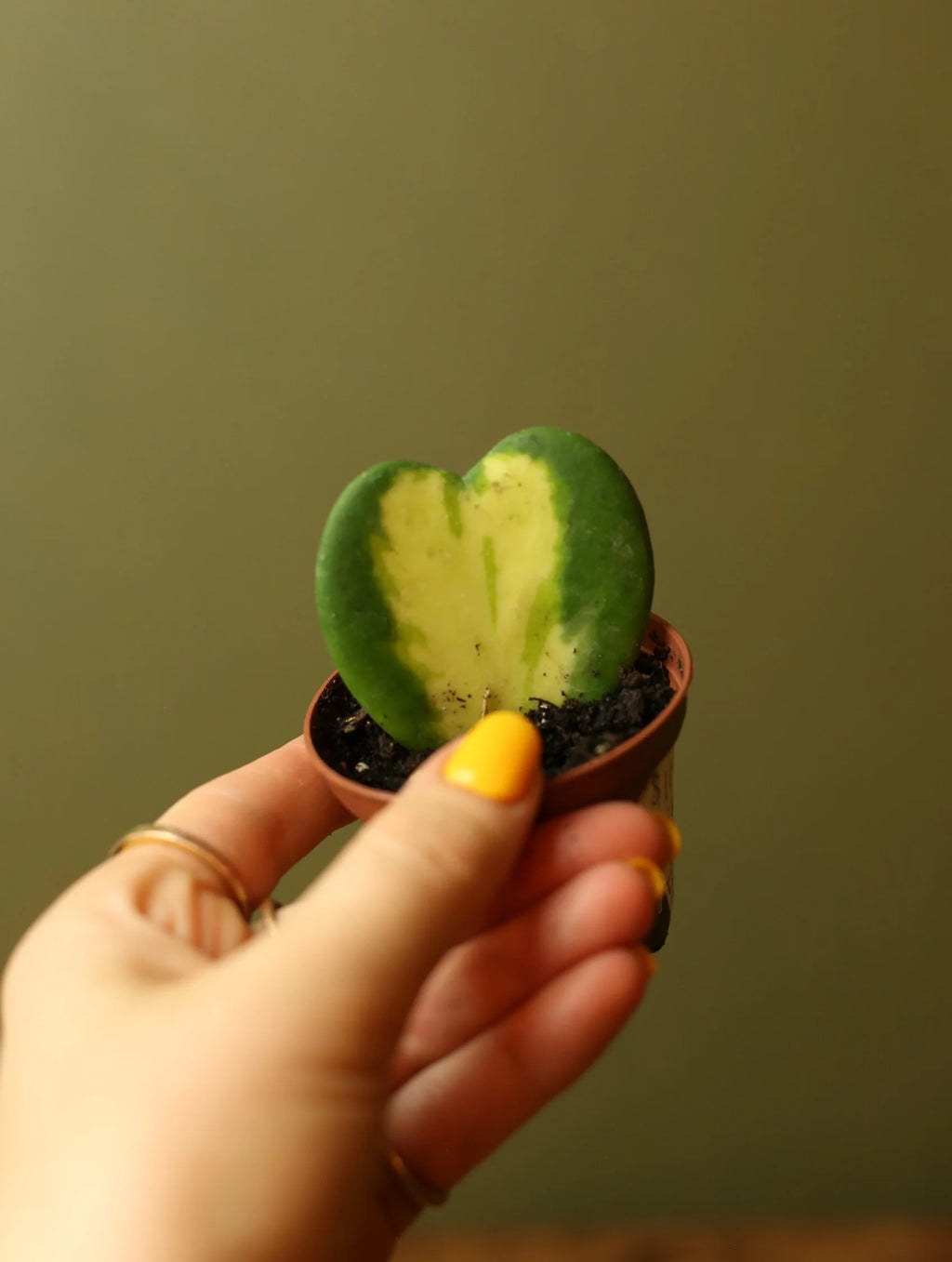 Hoya Kerrii 3 Inch